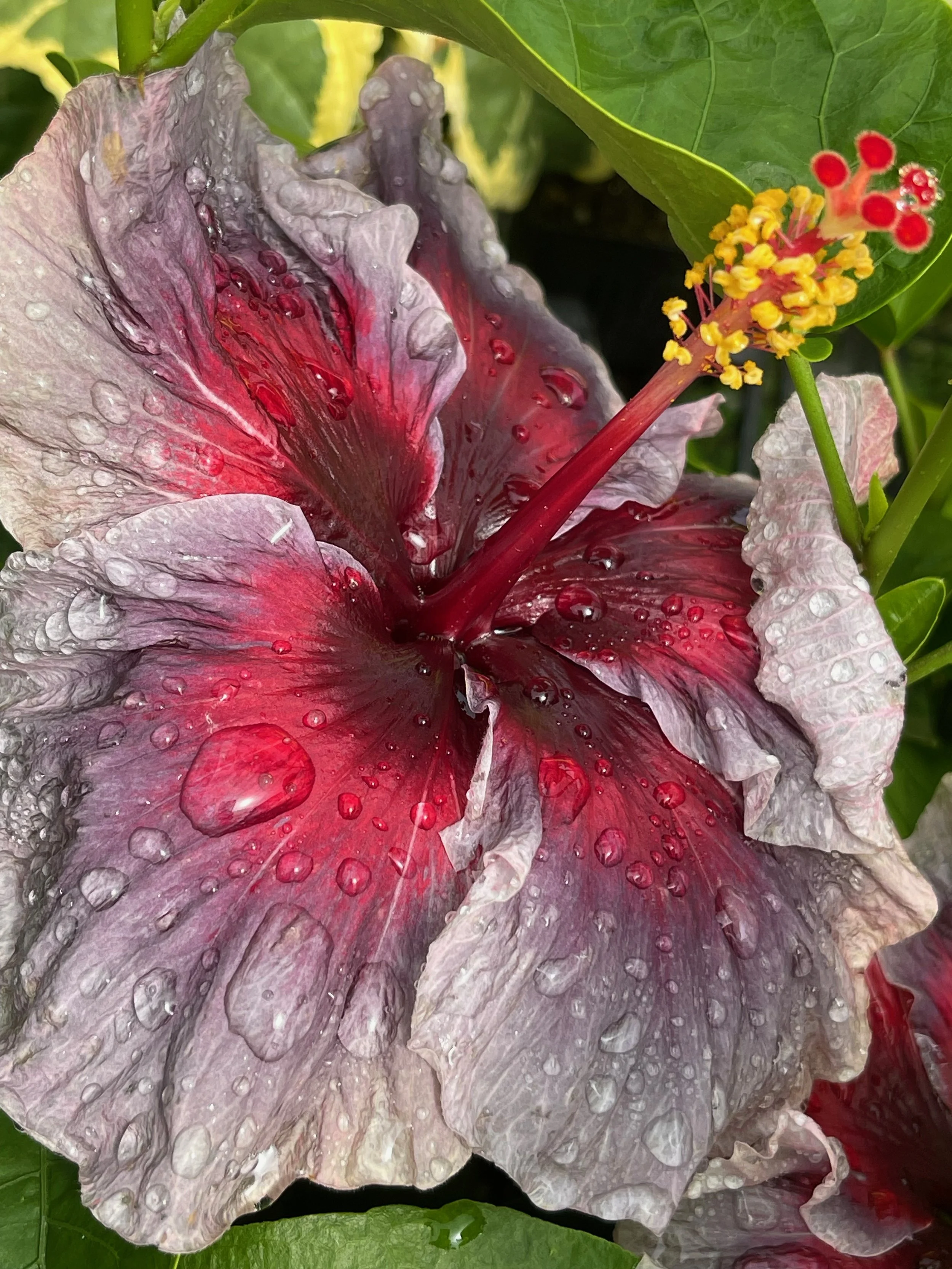 Hibiscus rosa-sinensis 'Kade Archer' (5).jpeg