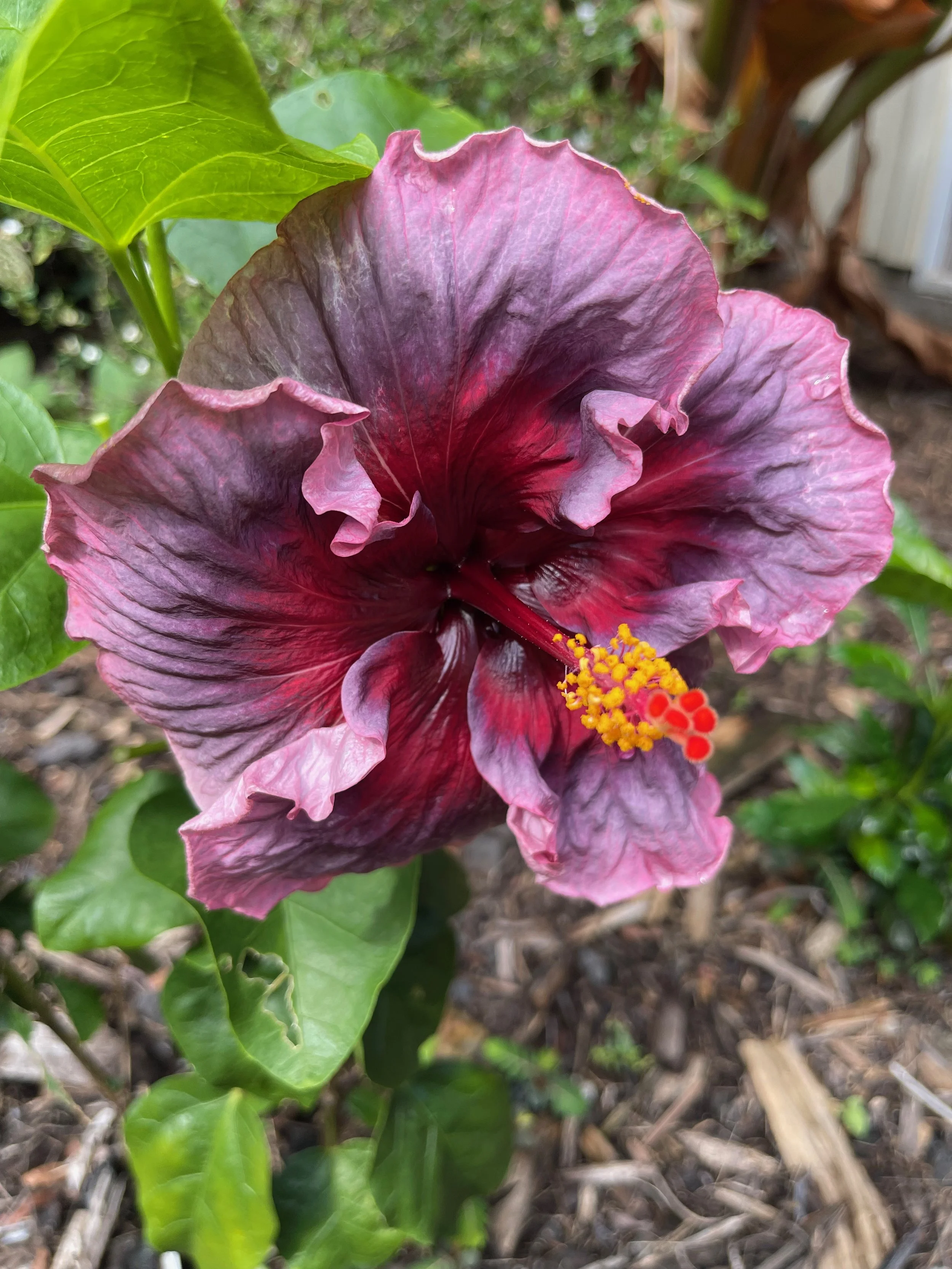 Hibiscus rosa-sinensis 'Kade Archer' (1).jpeg