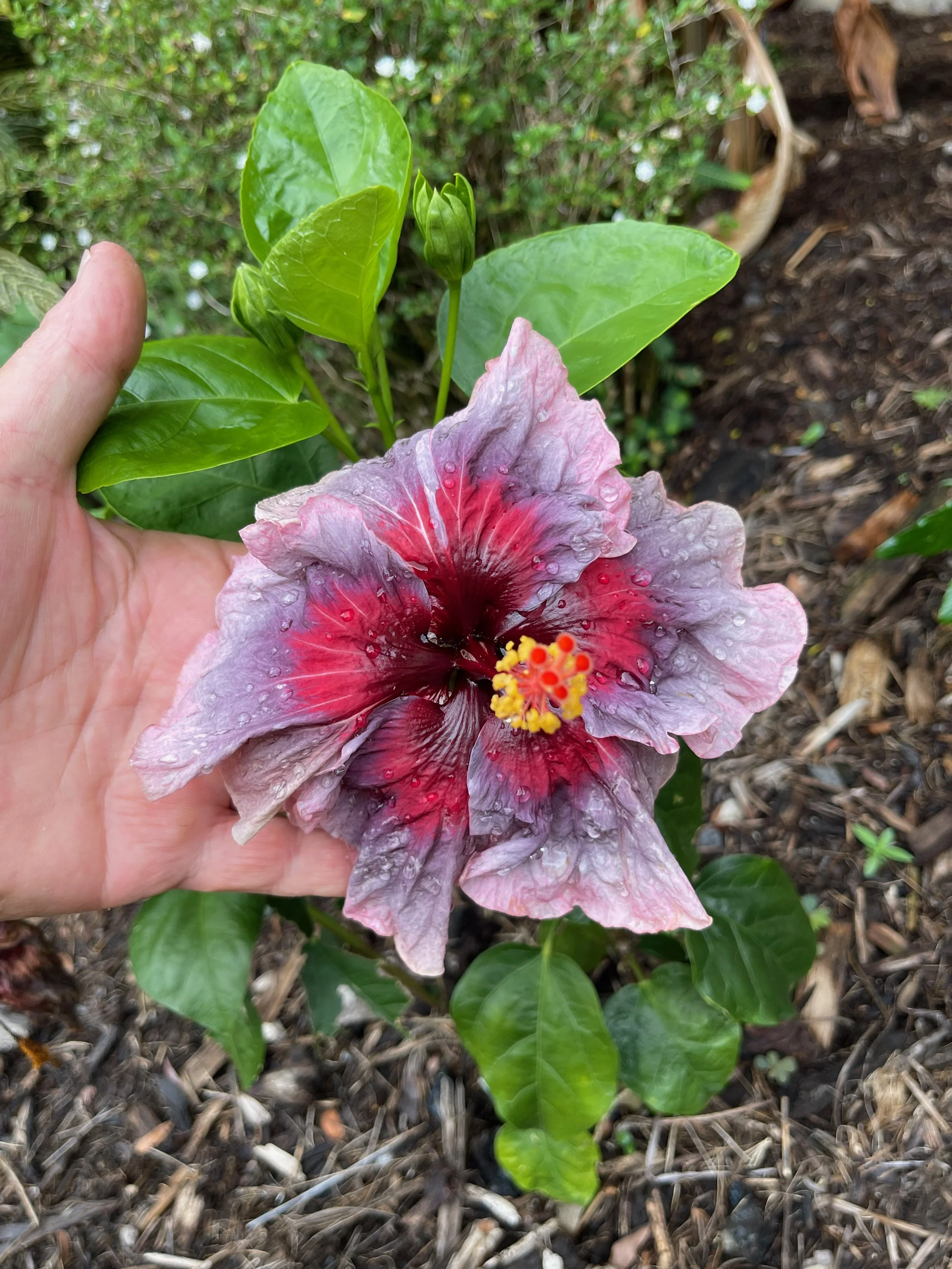 Hibiscus rosa-sinensis 'Kade Archer'.jpeg