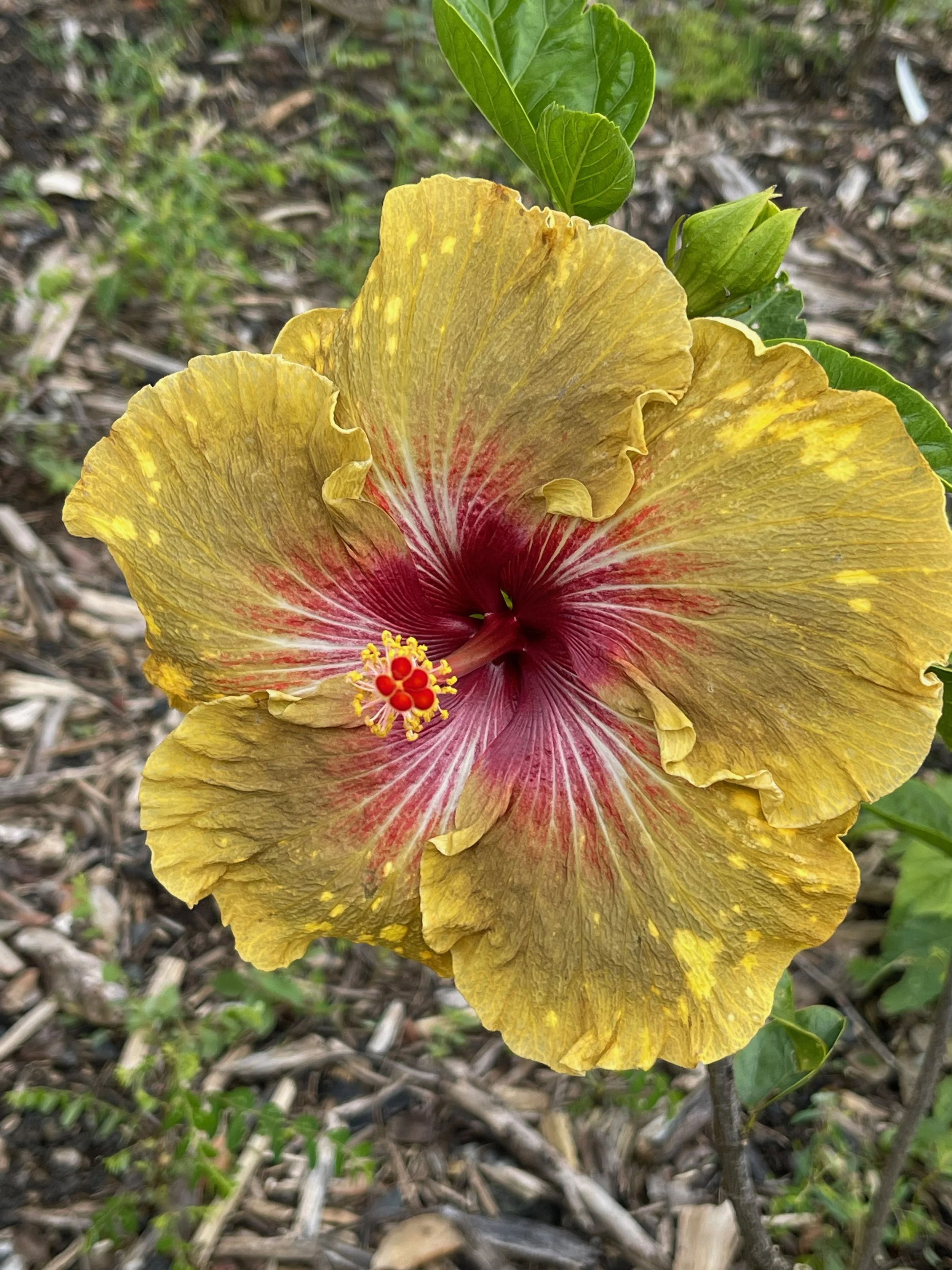 Hibiscus rosa-sinensis 'LUV Inca Gold'.jpeg