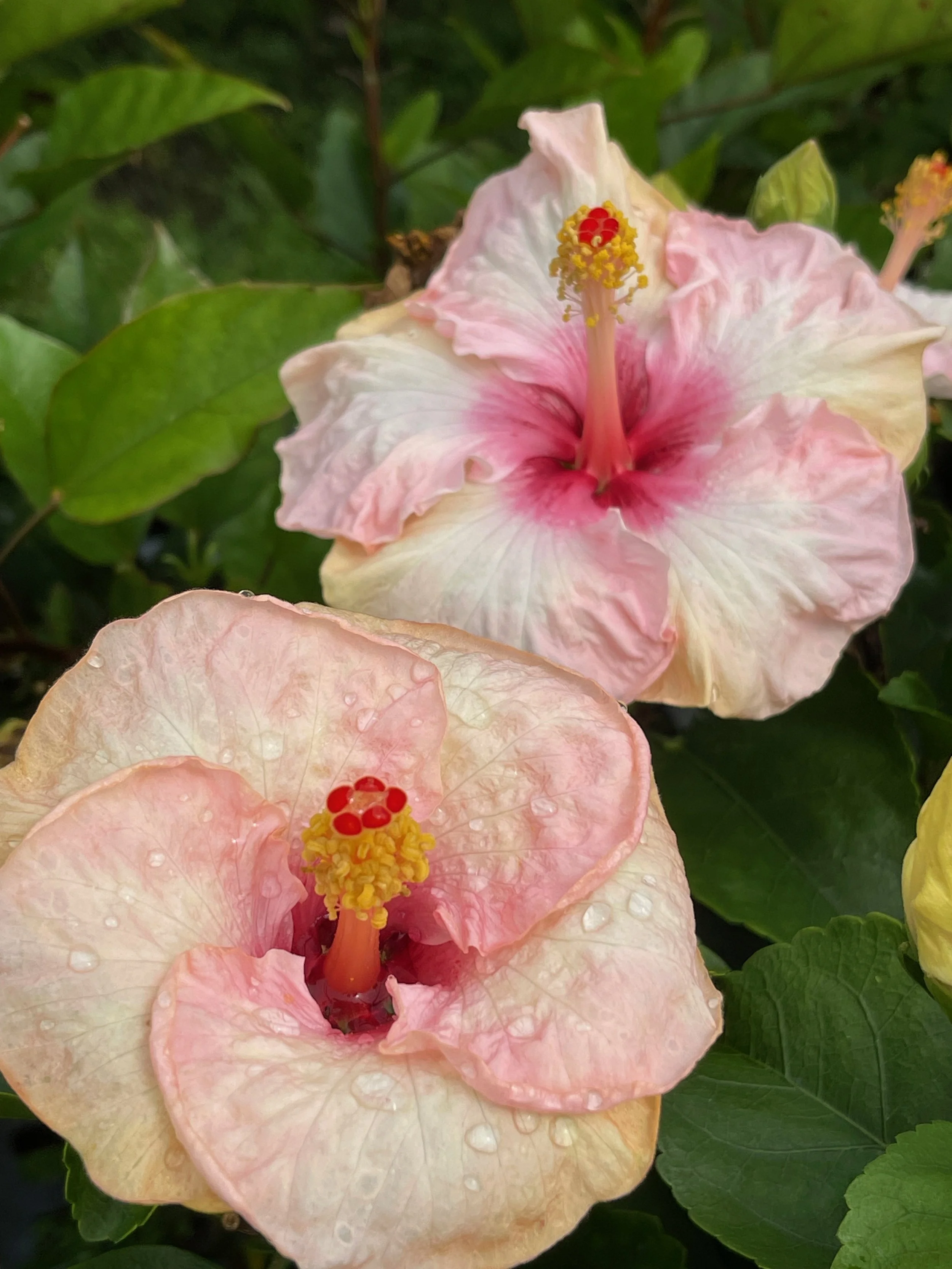 Hibiscus rosa-sinensis 'Hollywood Trophy Wife' (1).jpeg