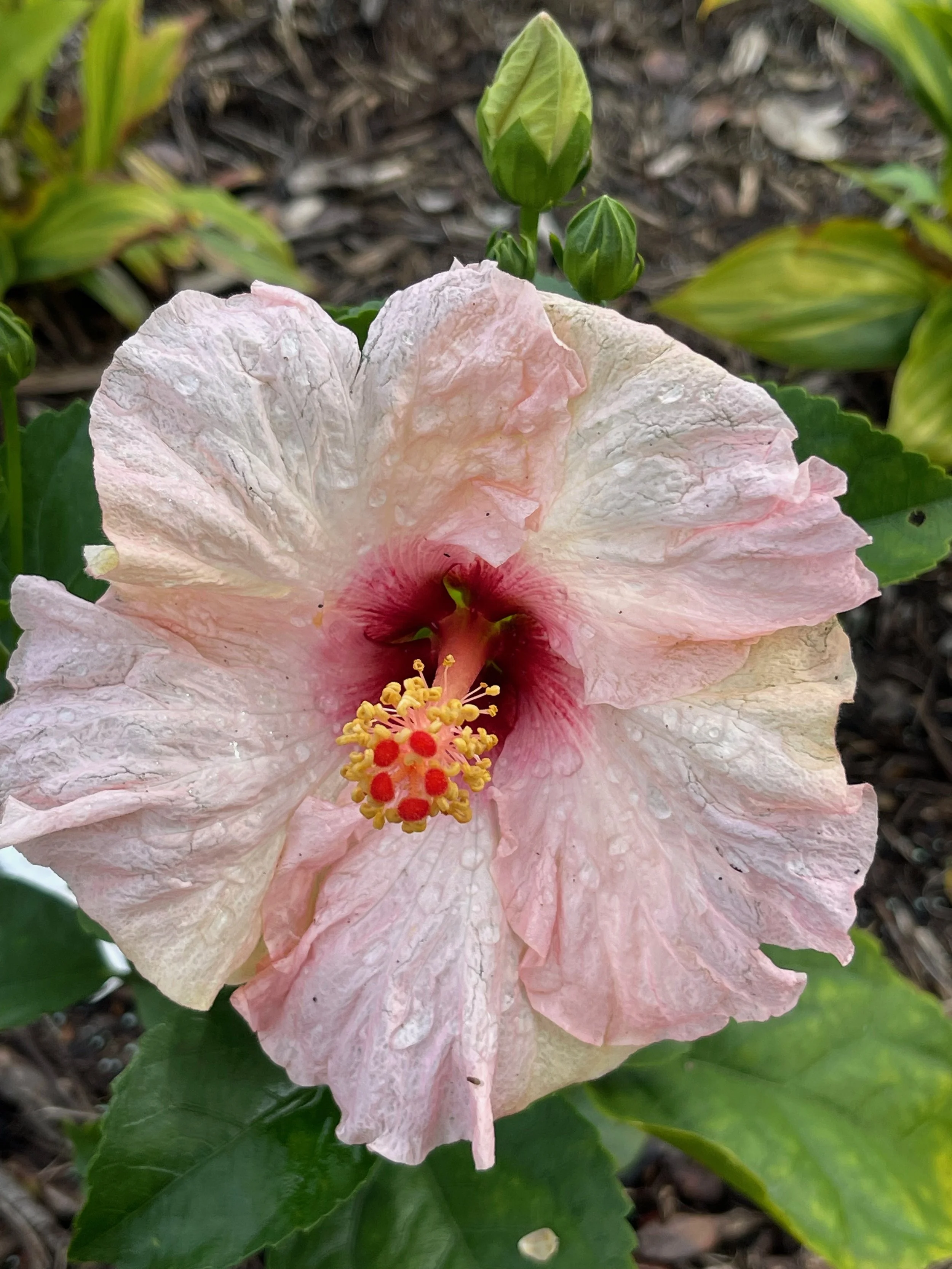 Hibiscus rosa-sinensis 'Hollywood Trophy Wife'.jpeg