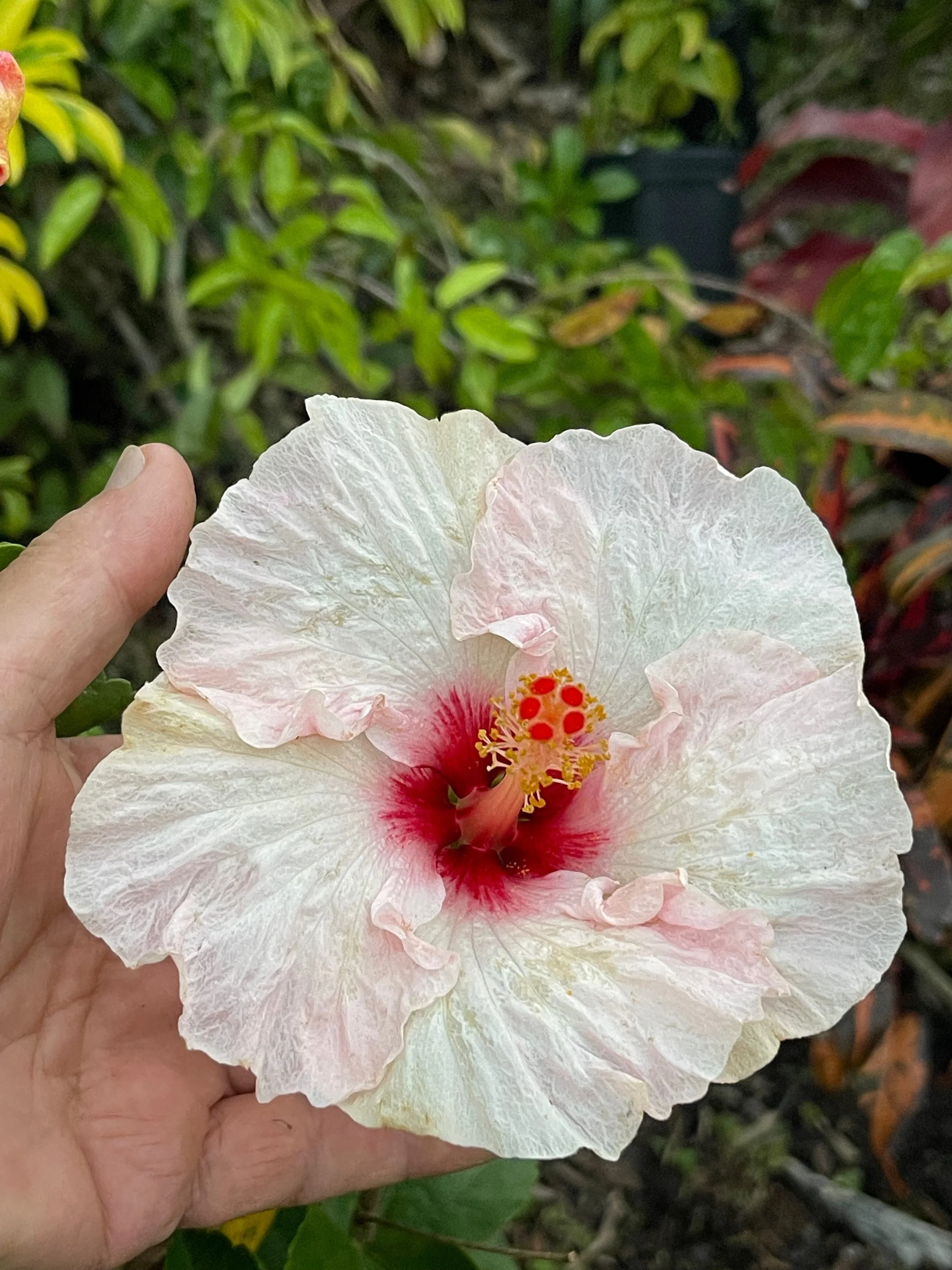 Hibiscus rosa-sinensis 'Hollywood Trophy Wife' (4).jpeg