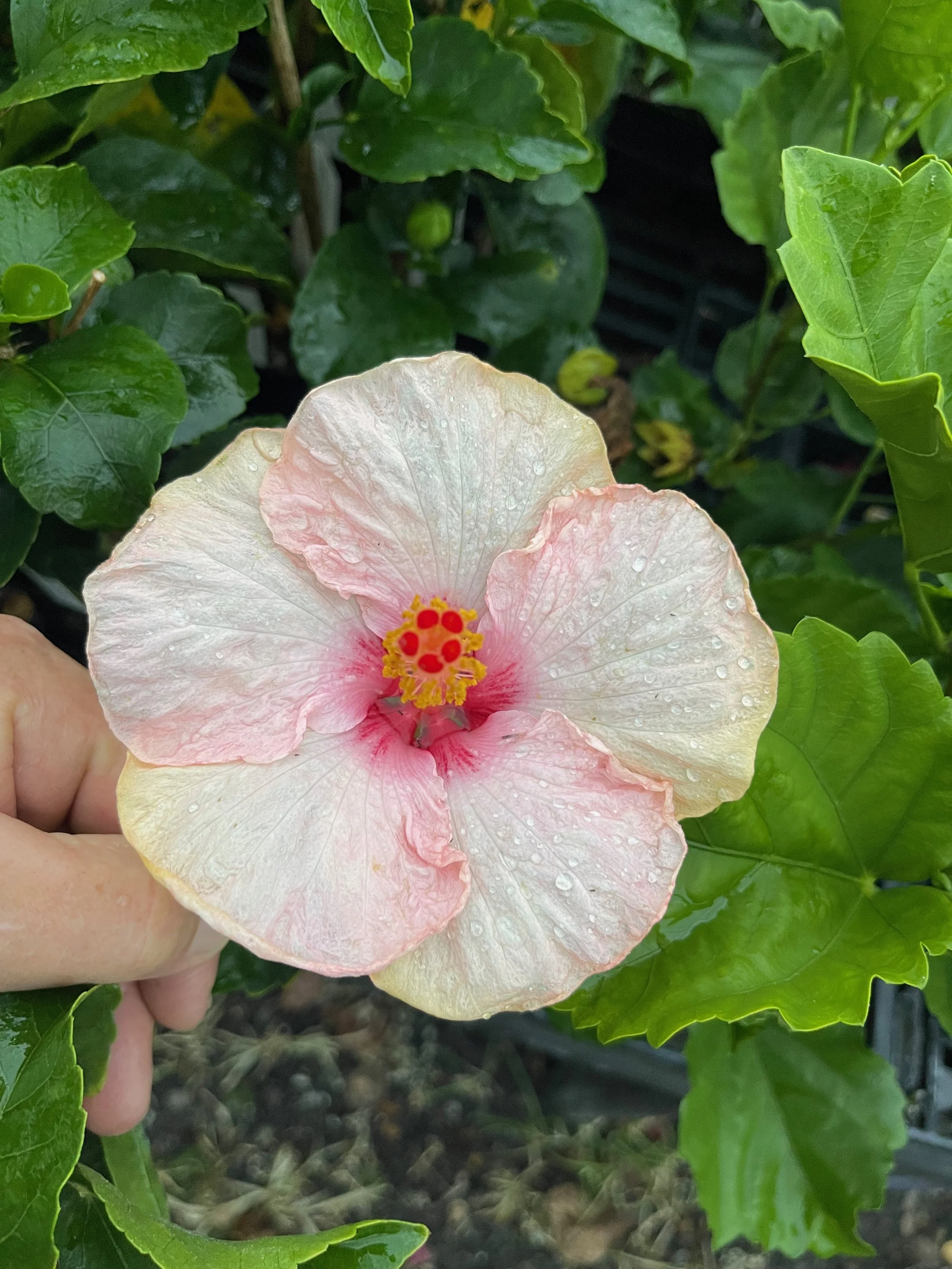 Hibiscus rosa-sinensis 'Hollywood Trophy Wife' (2).jpeg
