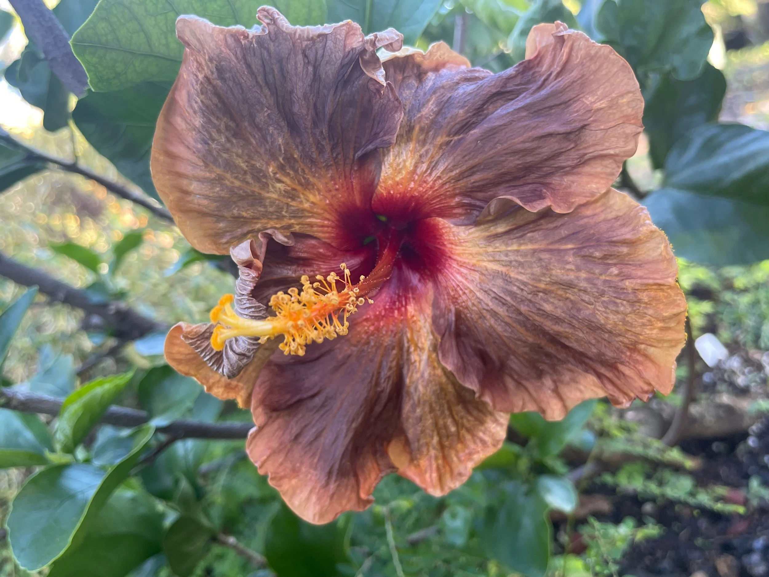 Hibiscus rosa-sinensis 'Masked Bandit' (2).jpeg