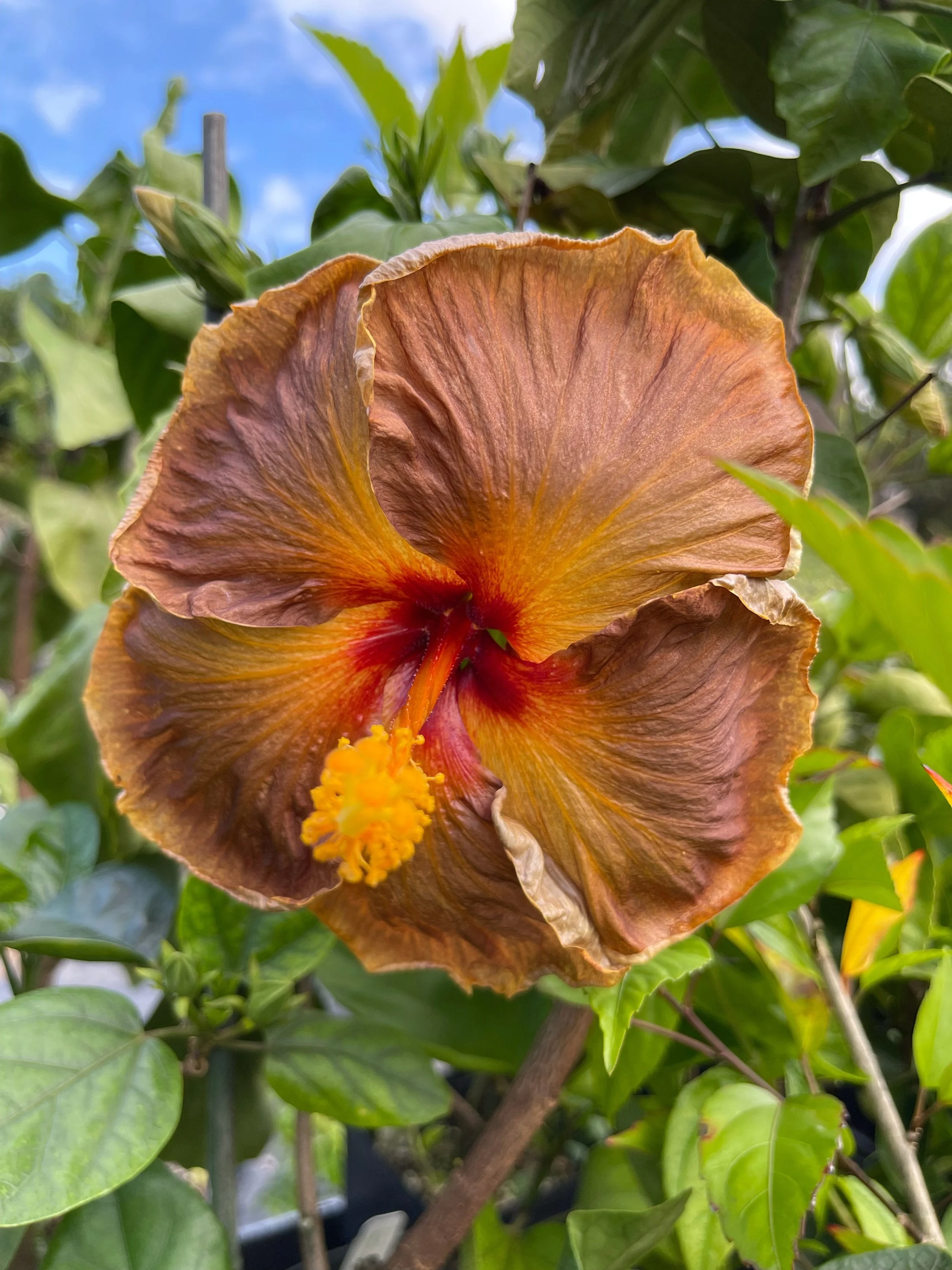 Hibiscus rosa-sinensis 'Masked Bandit'.jpeg