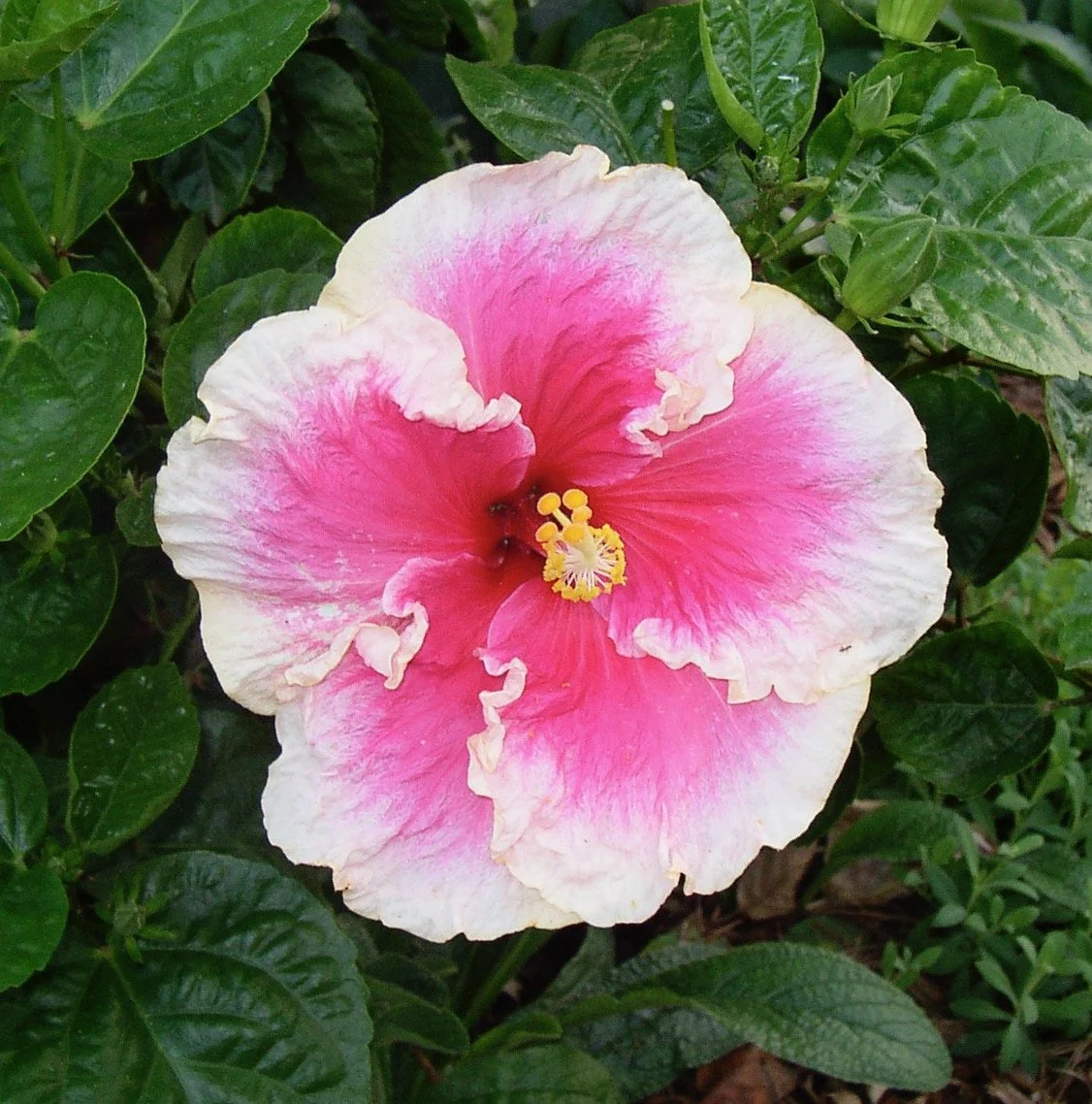 Hibiscus rosa-sinensis 'Reef'.jpeg