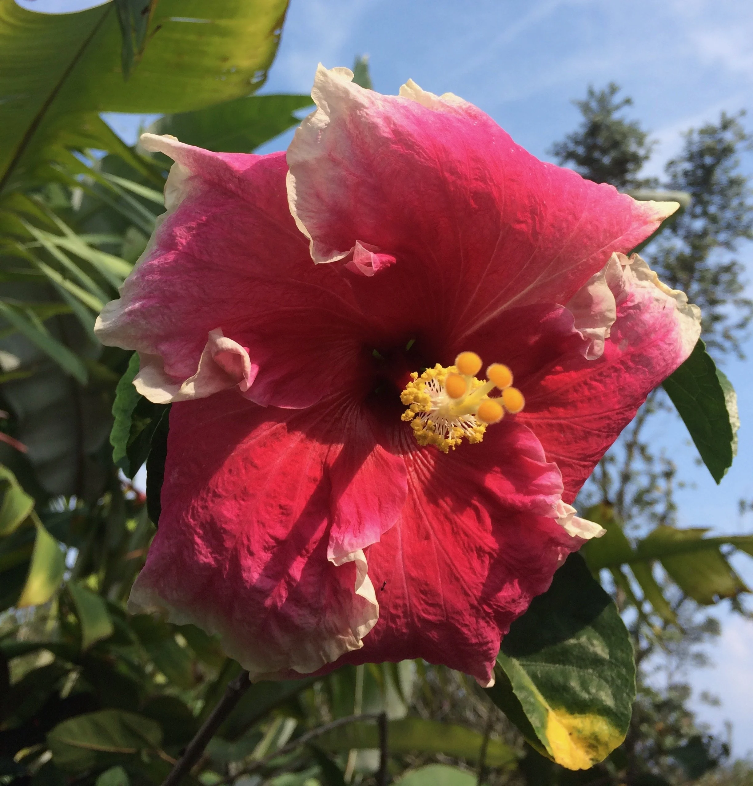 Hibiscus rosa-sinensis 'Reef' (1).jpeg