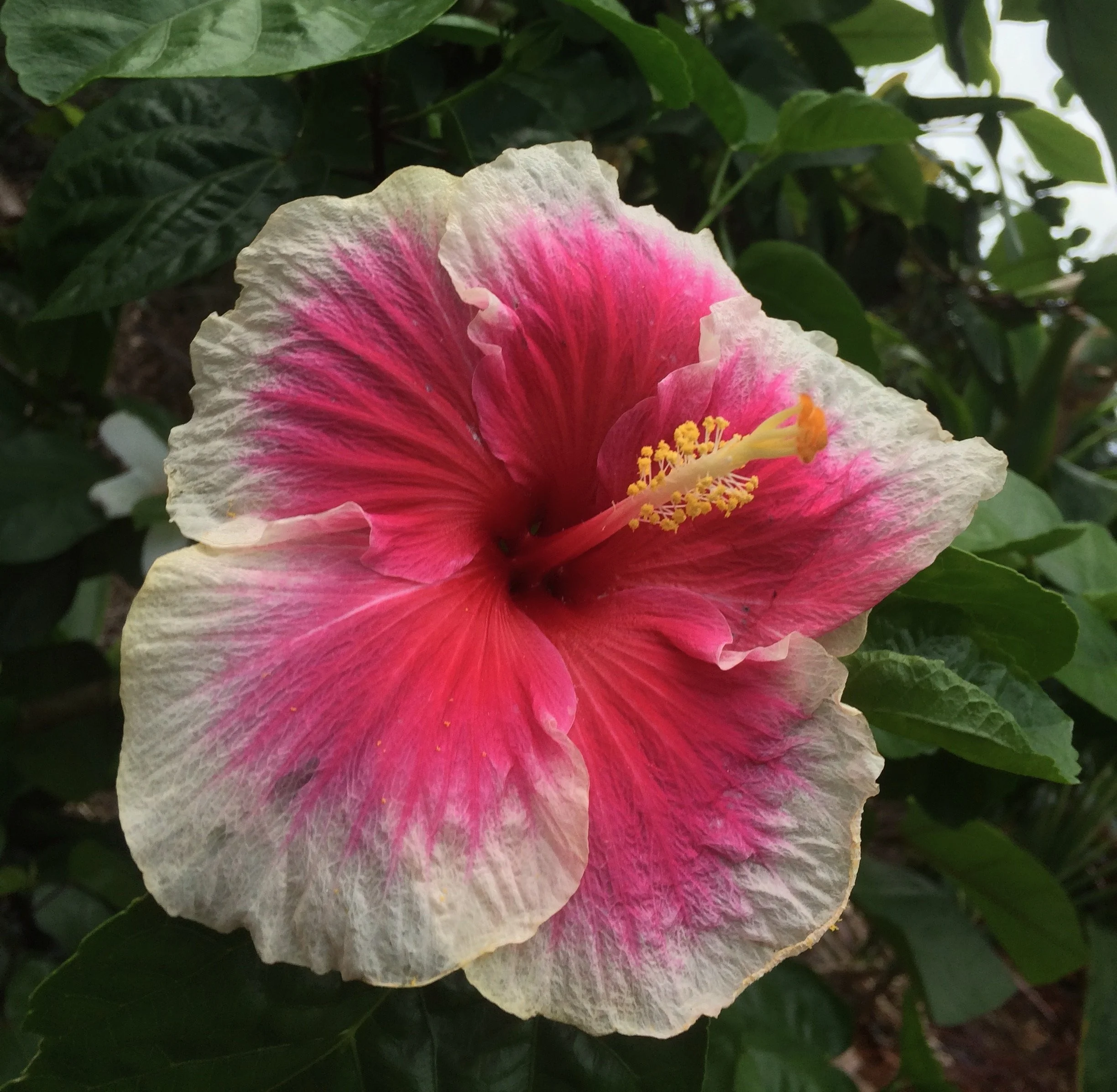 Hibiscus rosa-sinensis 'Reef' (3).jpeg