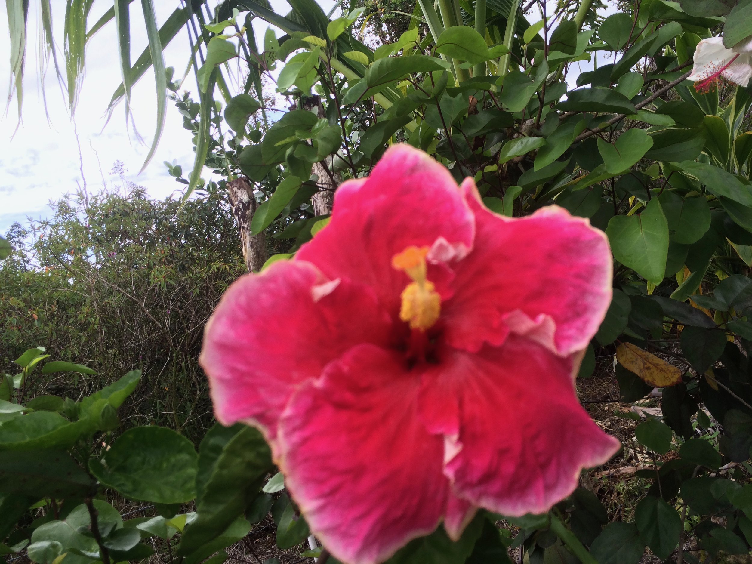 Hibiscus rosa-sinensis 'Reef' (4).jpeg