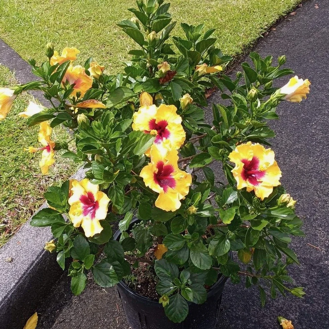 Hibiscus rosa-sinensis 'Rico Suave' (1).jpeg