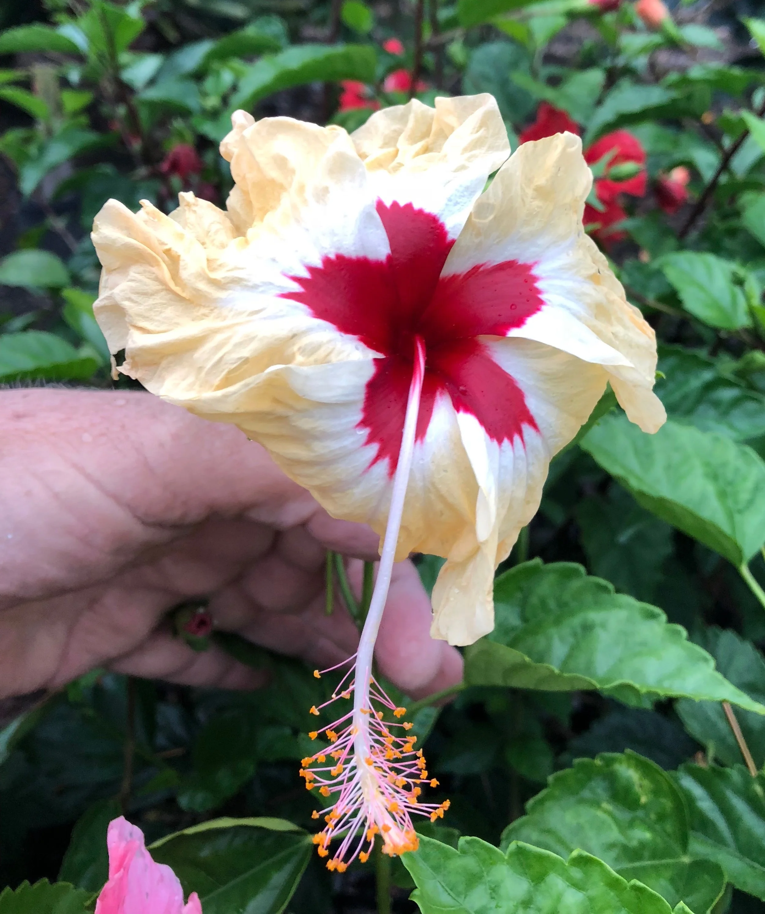Hibiscus rosa-sinensis ‘Sylvia Goodman’ (1).jpeg