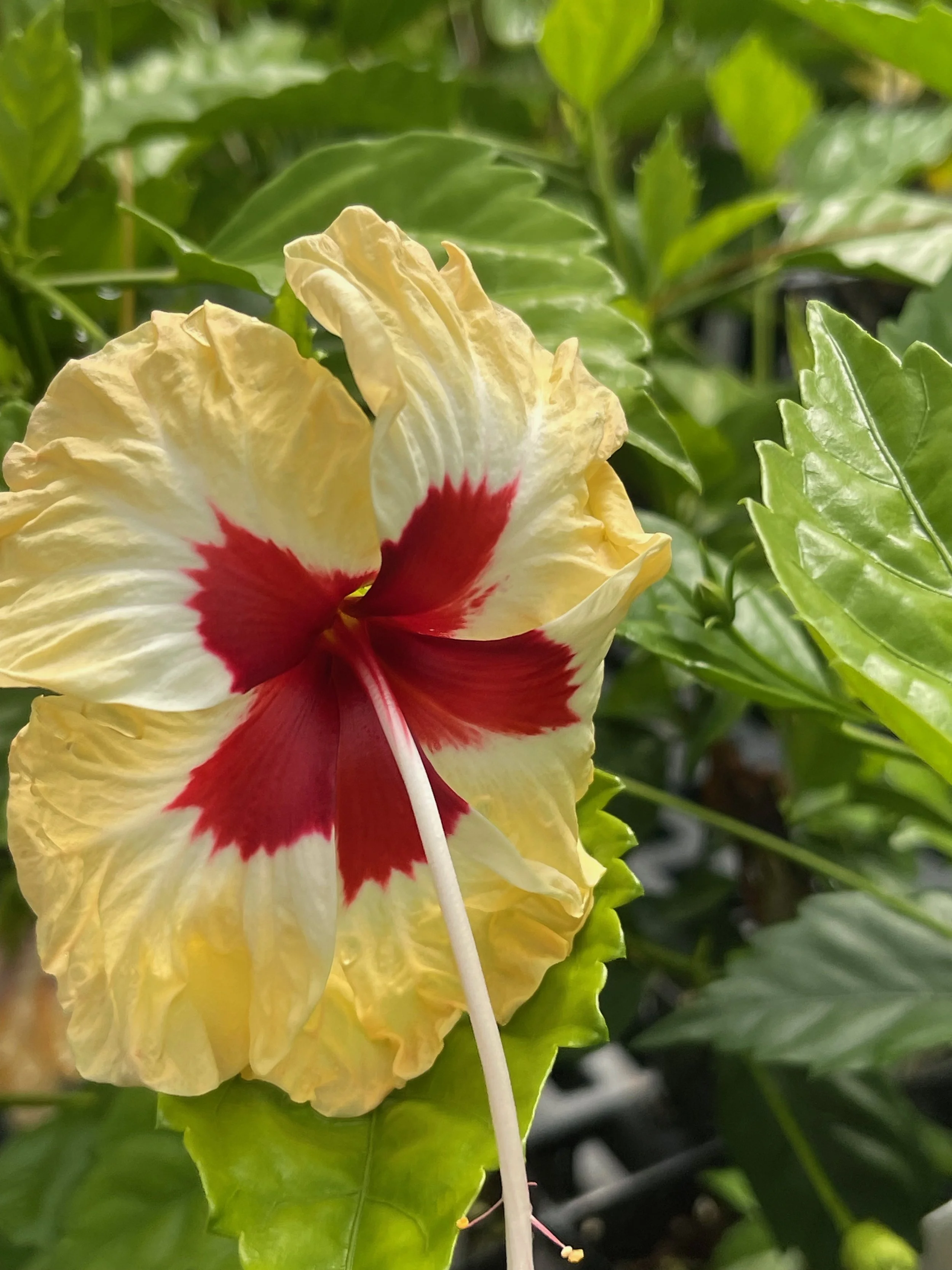 Hibiscus rosa-sinensis ‘Sylvia Goodman’ (2).jpeg