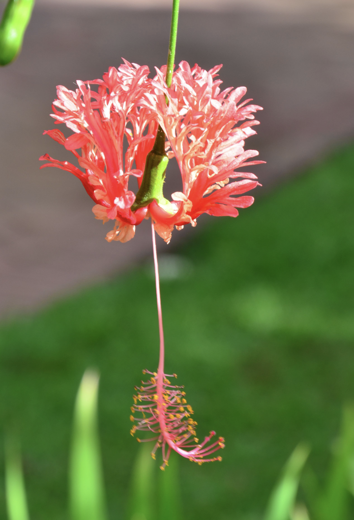 Hibiscus schizopetalus.png