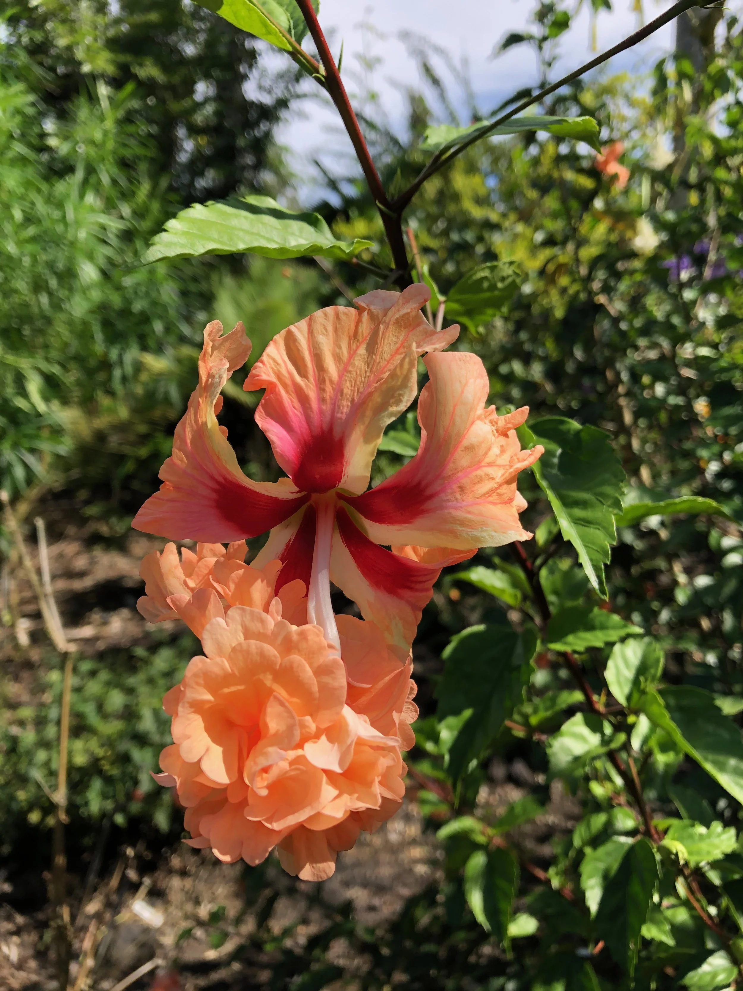 Hibiscus schizopetalus x  'El Capitola Peachy'.jpeg