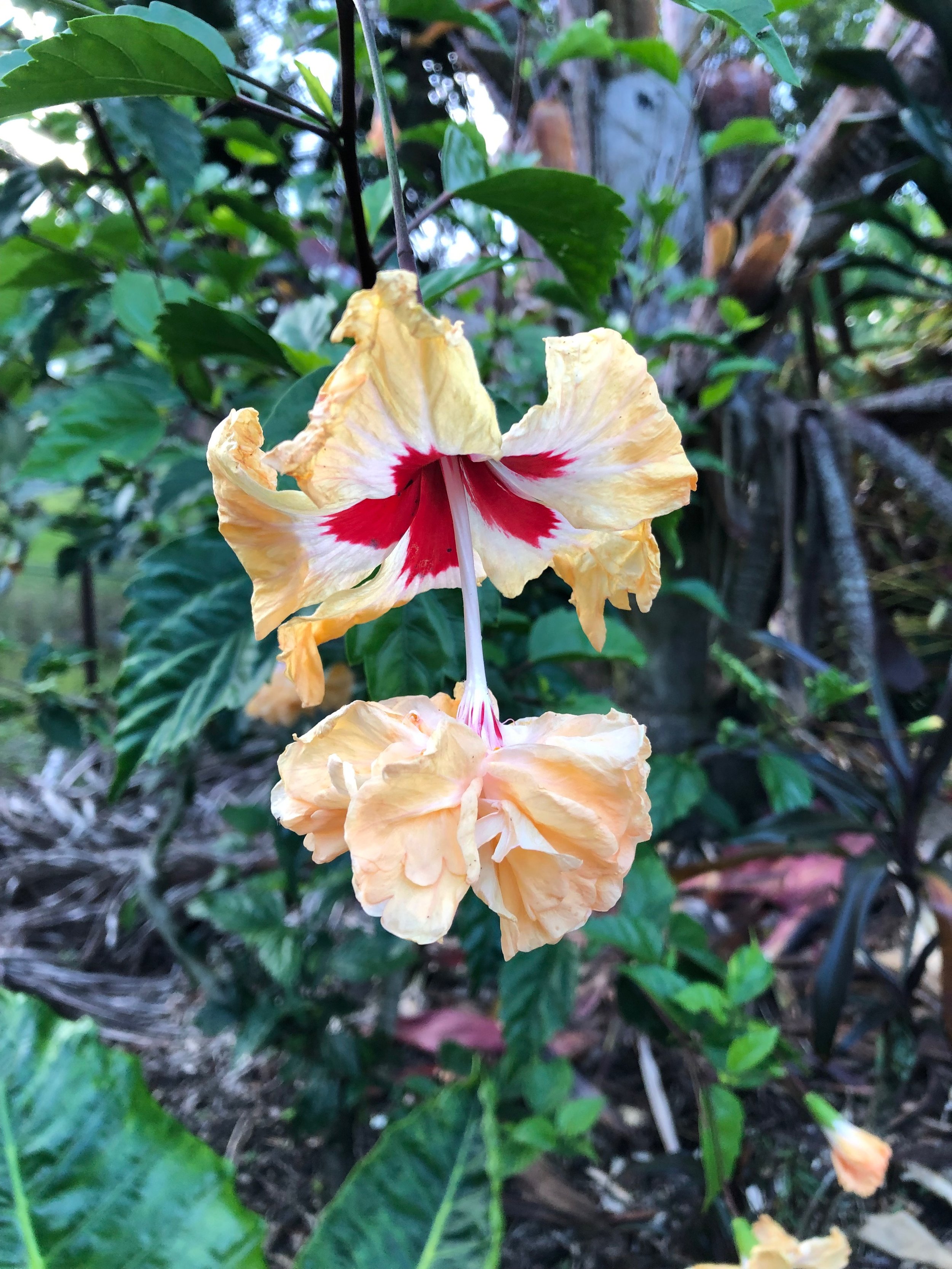Hibiscus schizopetalus x  'El Capitola Peachy' (2).jpeg