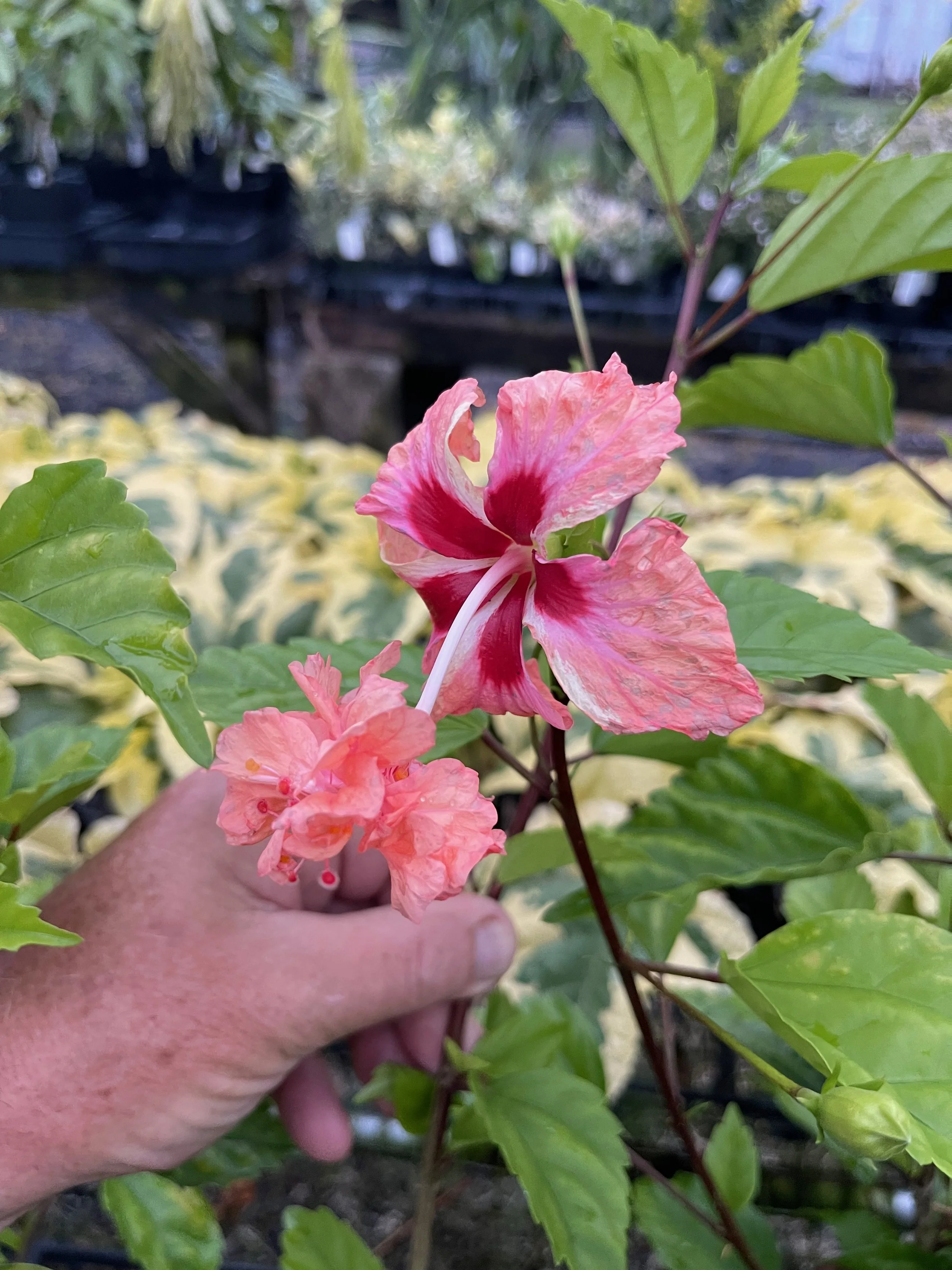 Hibiscus schizopetalus x  'El Capitola Peachy' (3).jpeg