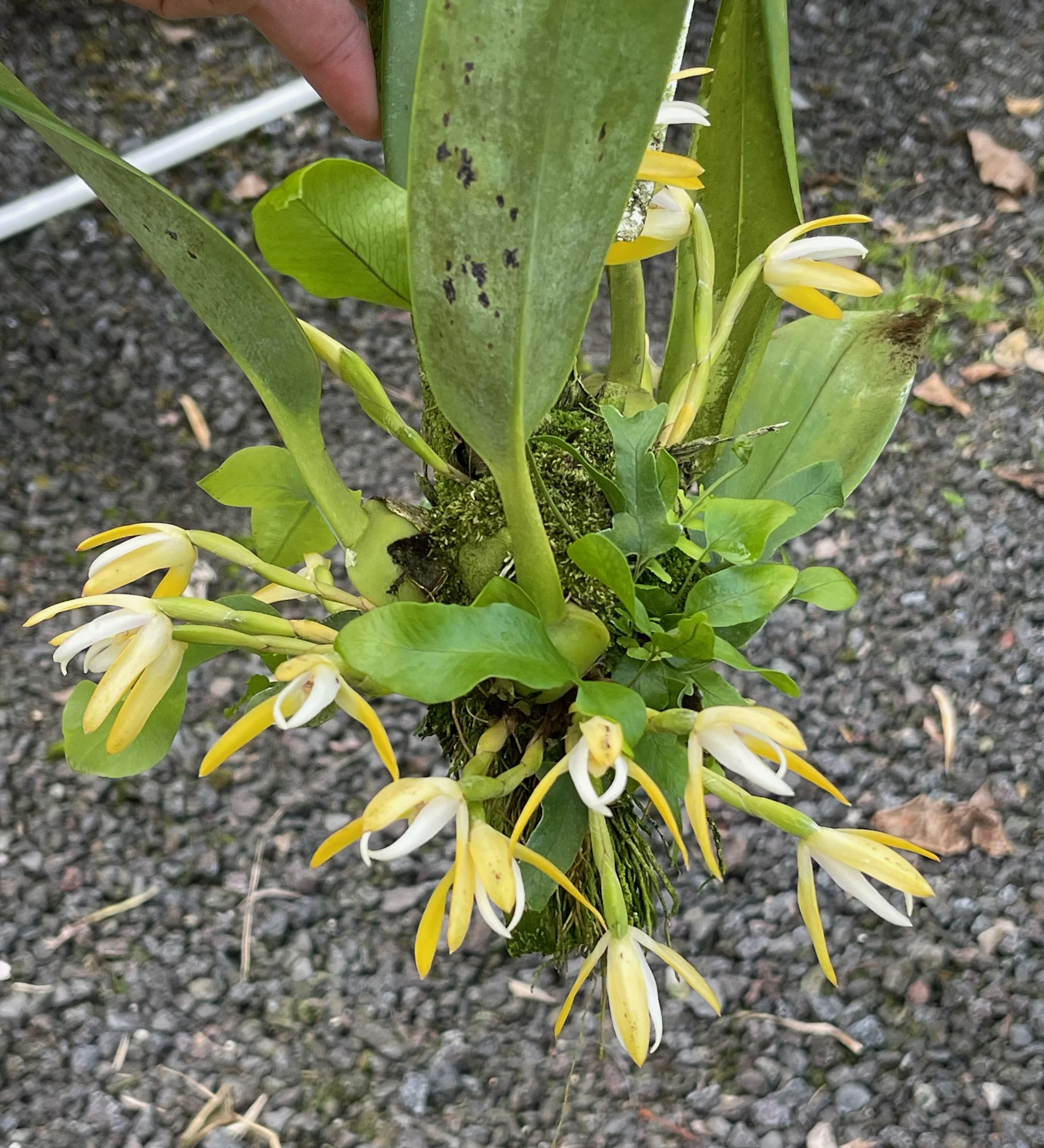 Maxillaria ringens 'Aloha'.jpeg