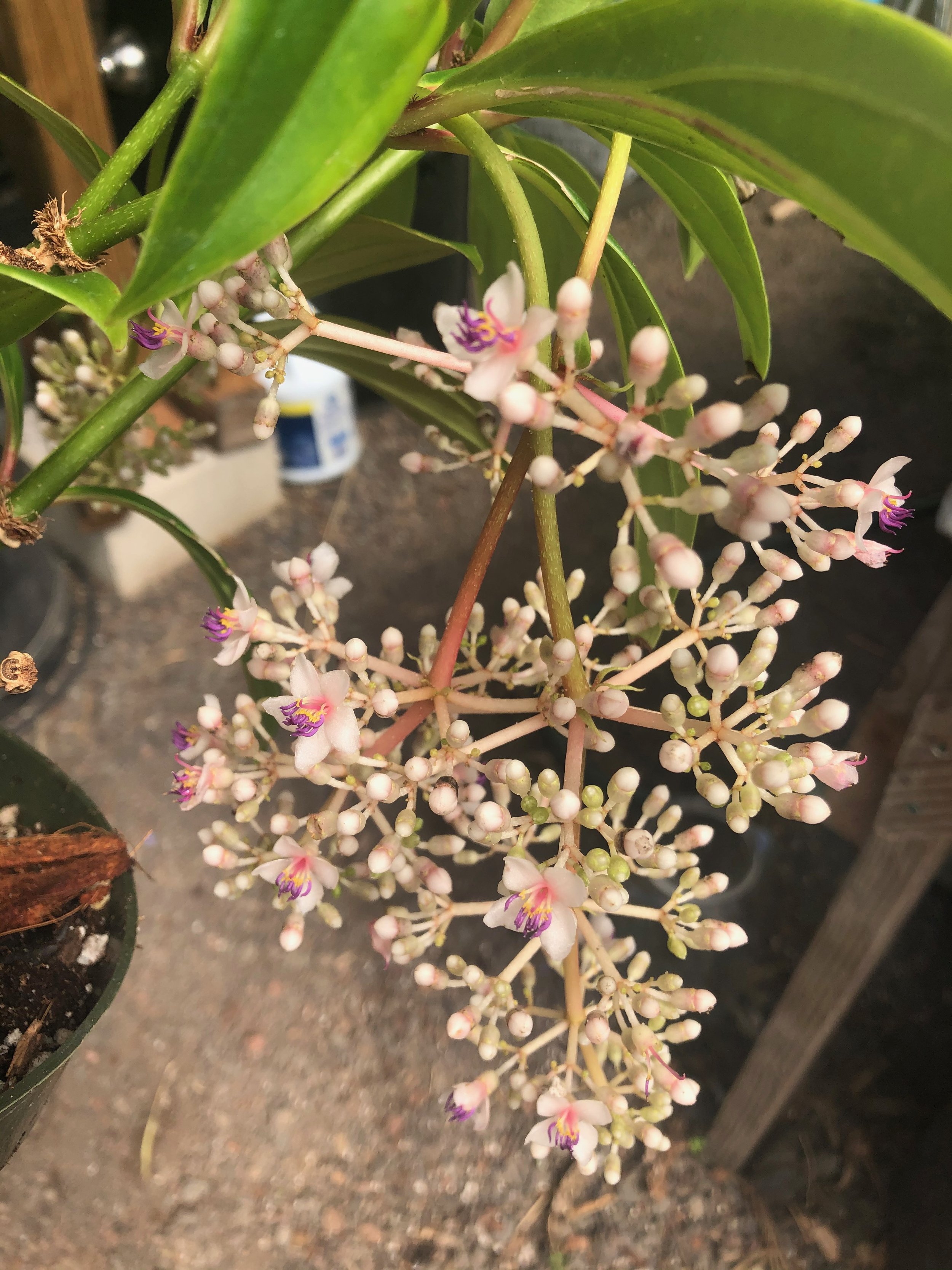 Medinilla multiflora (M. myriantha).jpeg