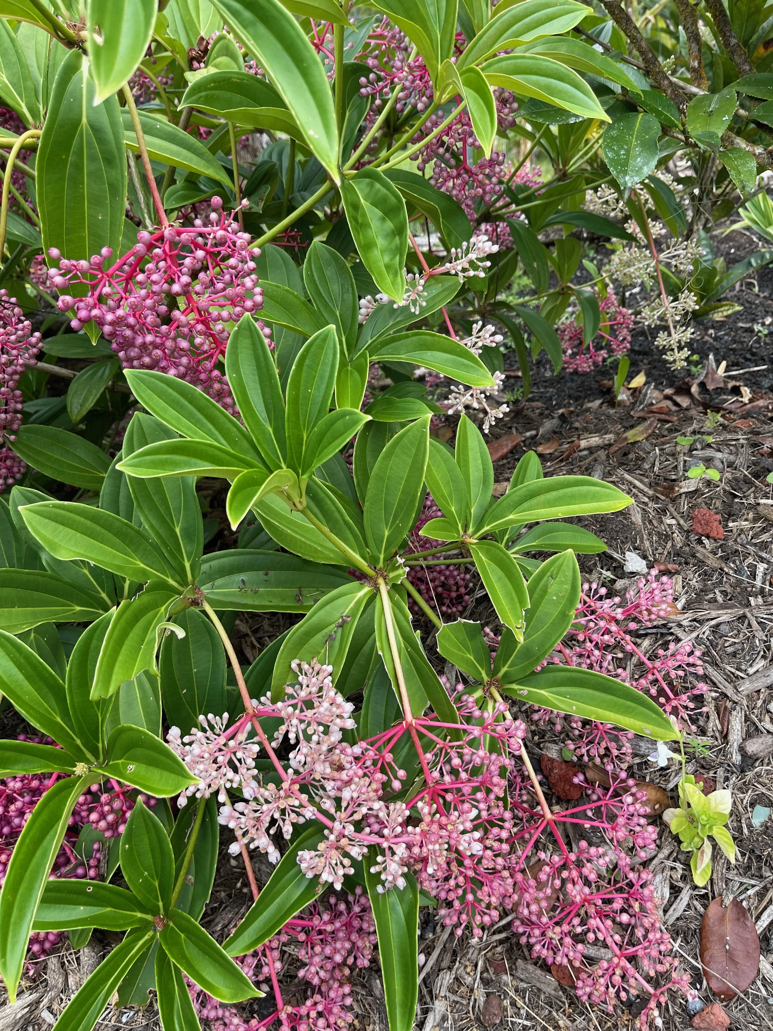 Medinilla multiflora (M. myriantha) (4).jpeg