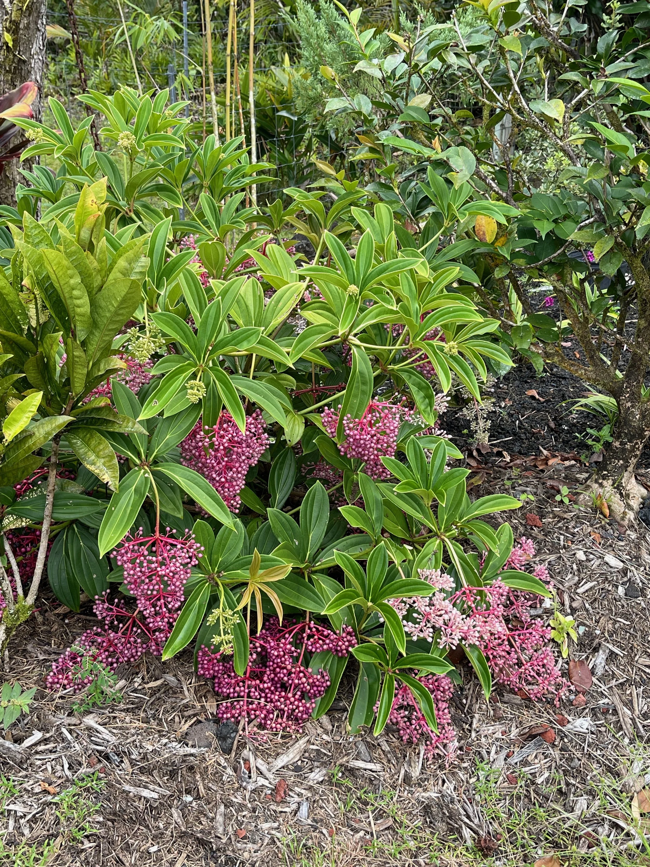 Medinilla multiflora (M. myriantha) (6).jpeg