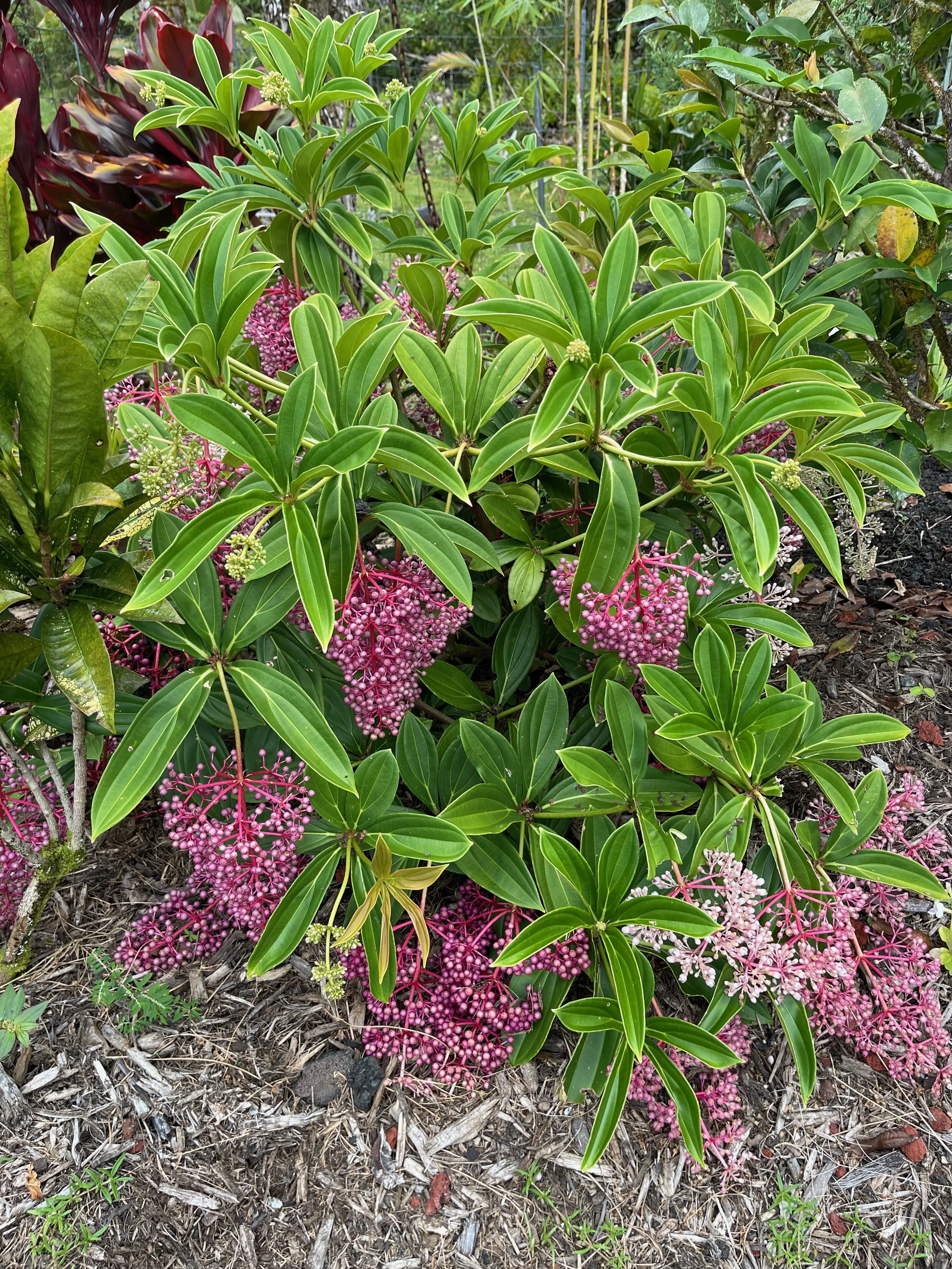 Medinilla multiflora (M. myriantha) (3).jpeg