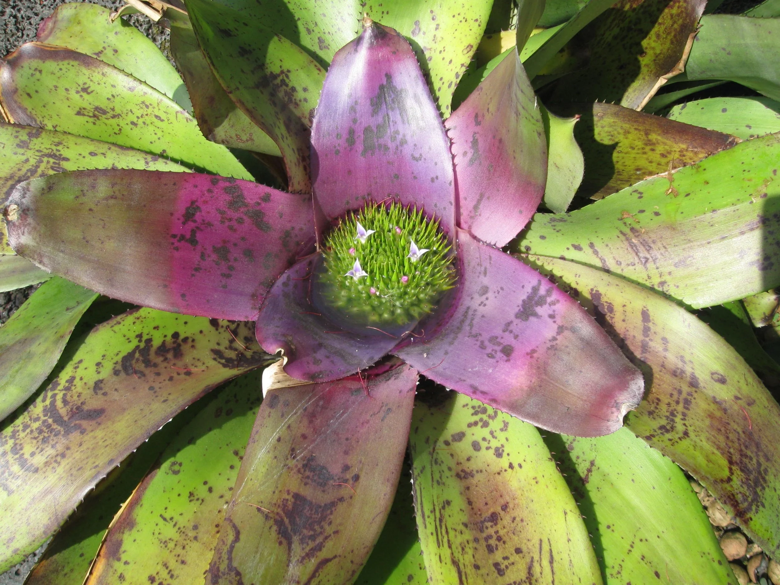 Neoregelia concentrica.jpeg