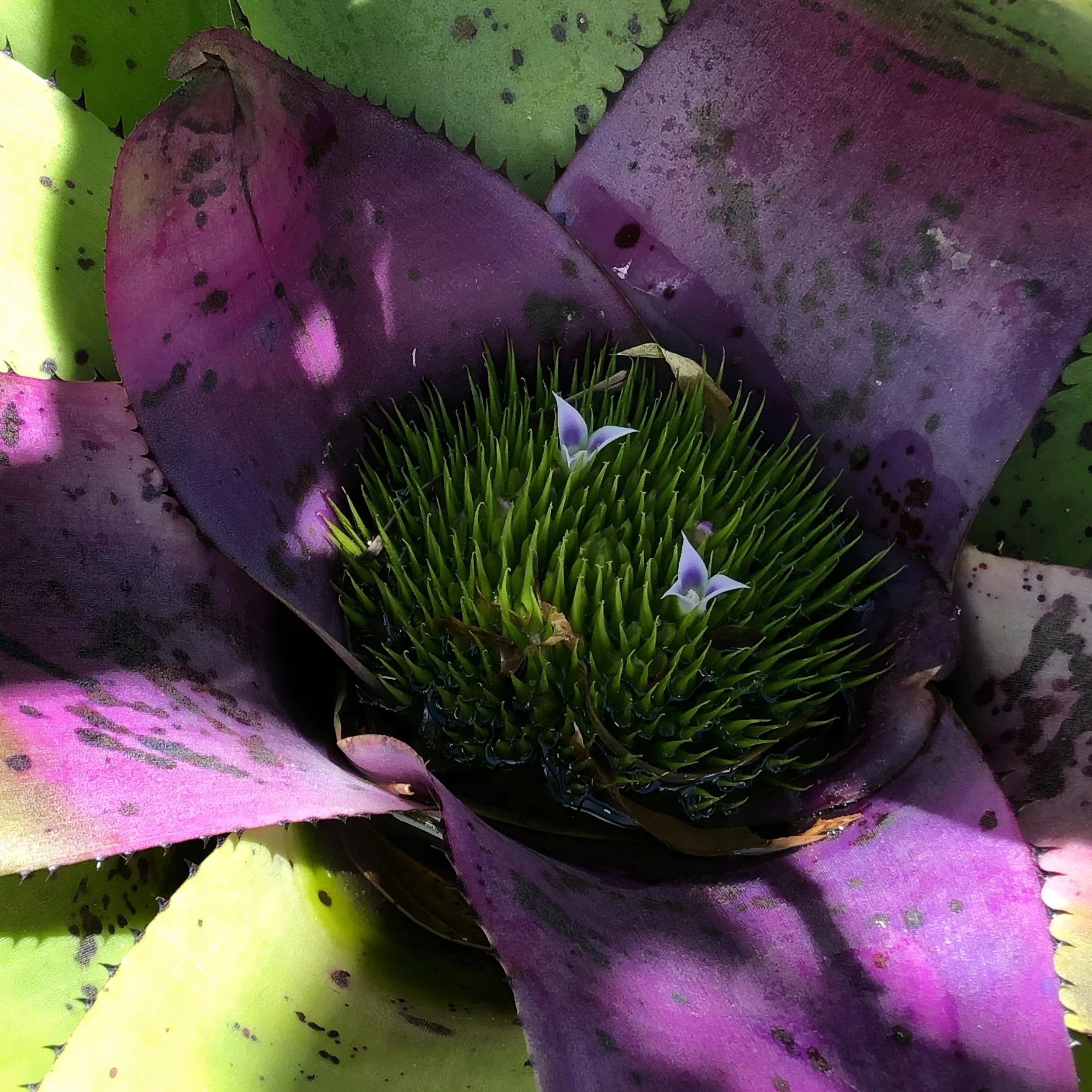 Neoregelia concentrica (2).jpeg