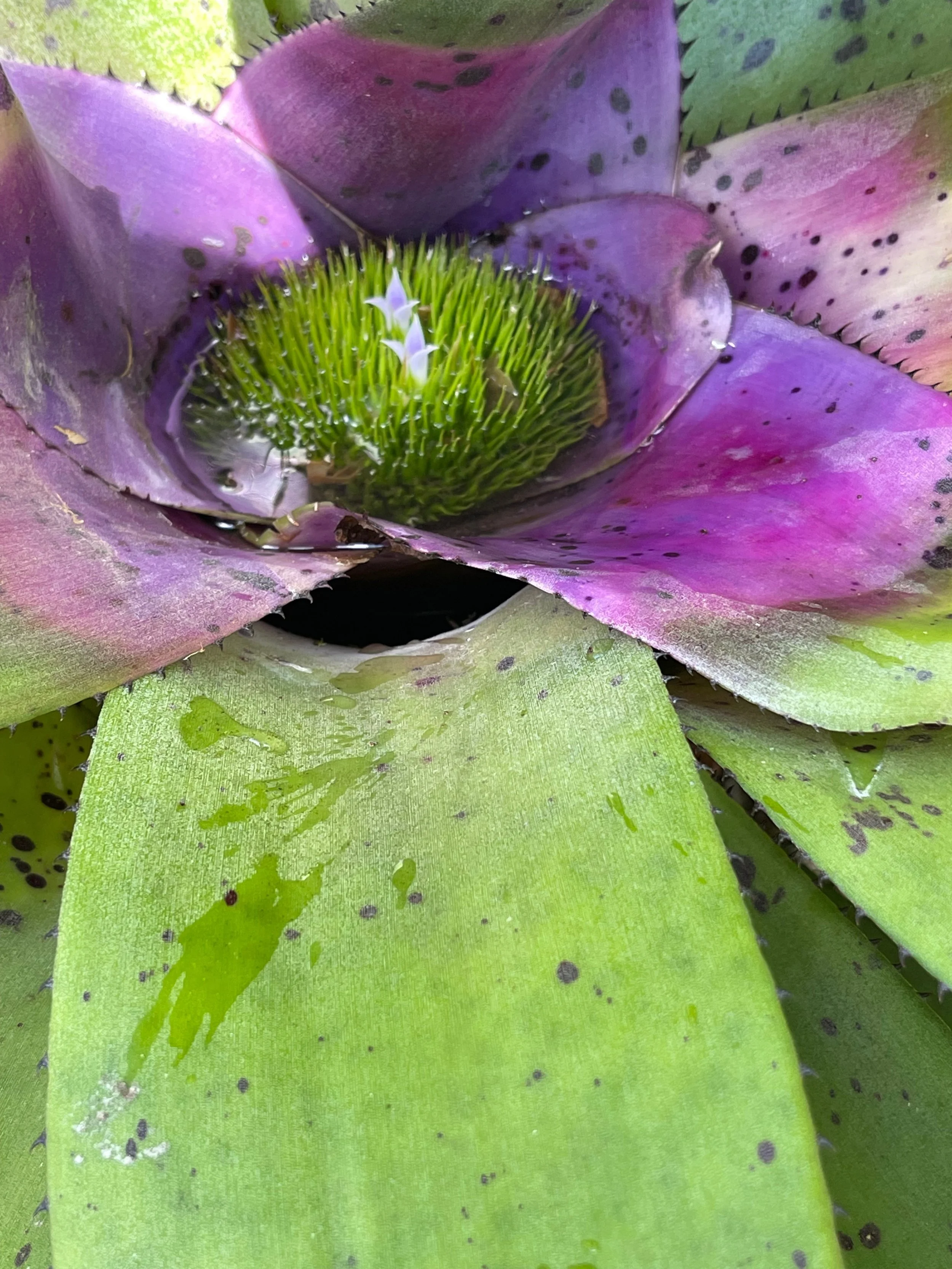 Neoregelia concentrica (4).jpeg