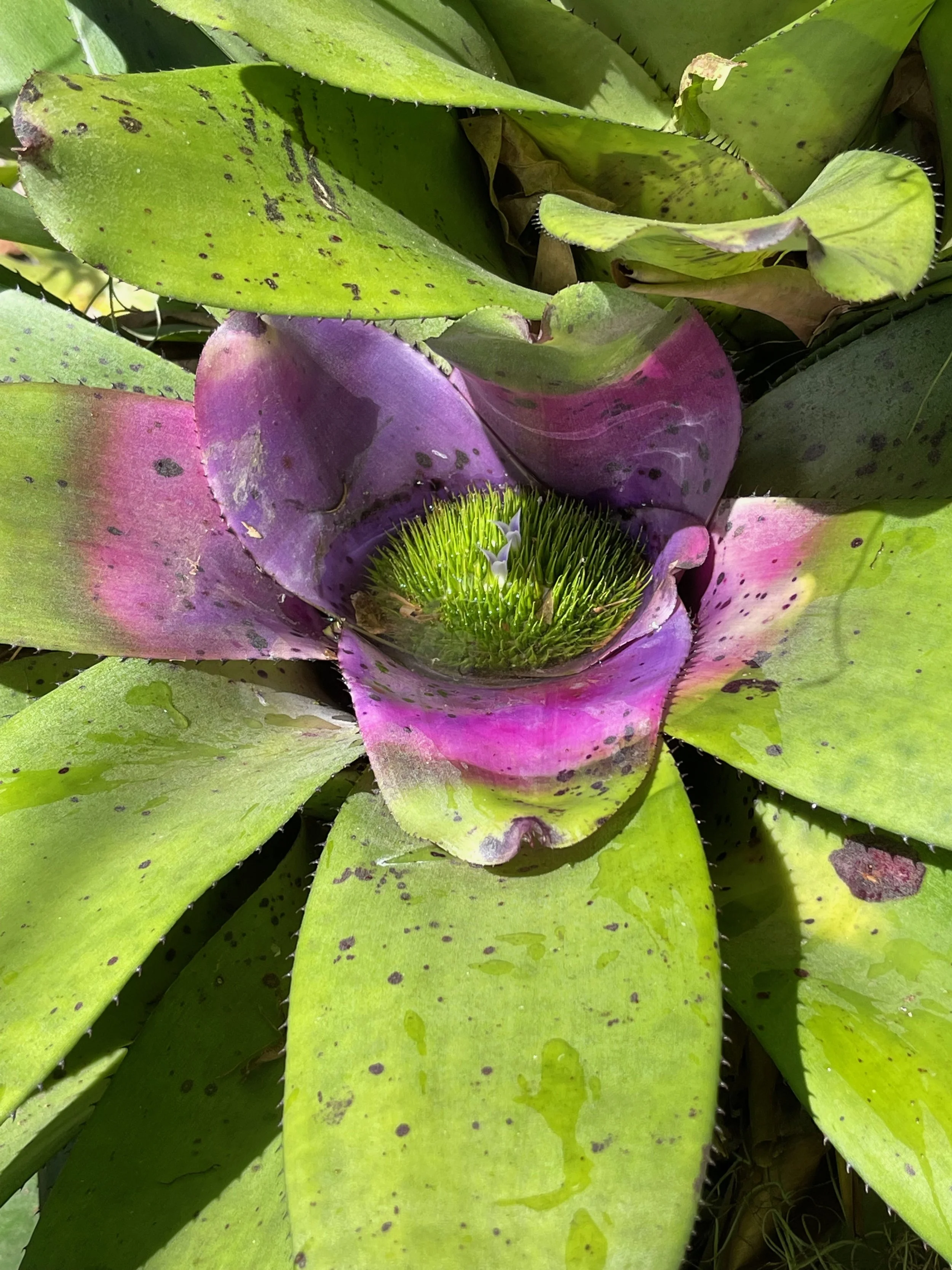 Neoregelia concentrica (3).jpeg