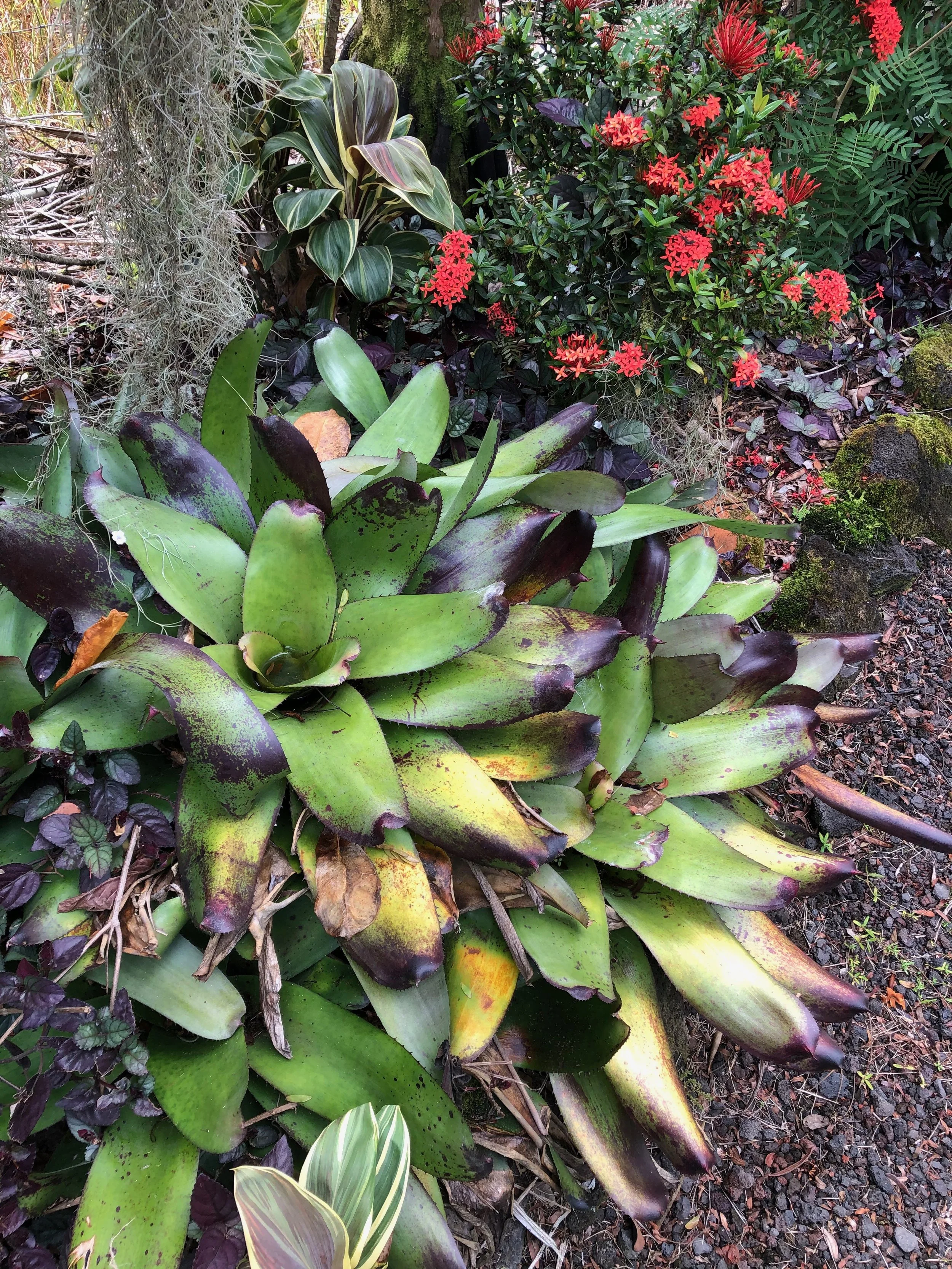 Neoregelia concentrica (1).jpeg