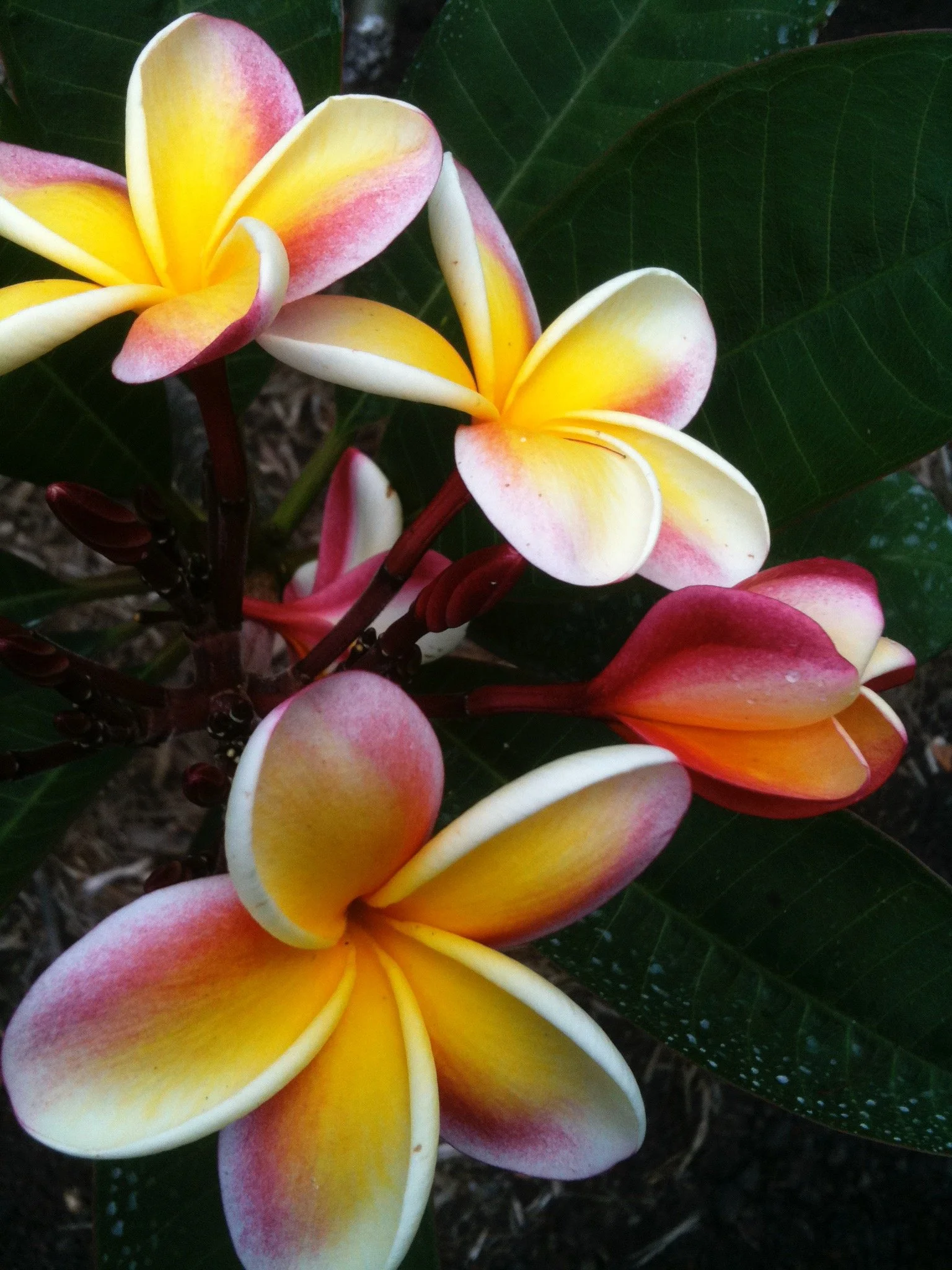 plumeria_sunset.jpeg