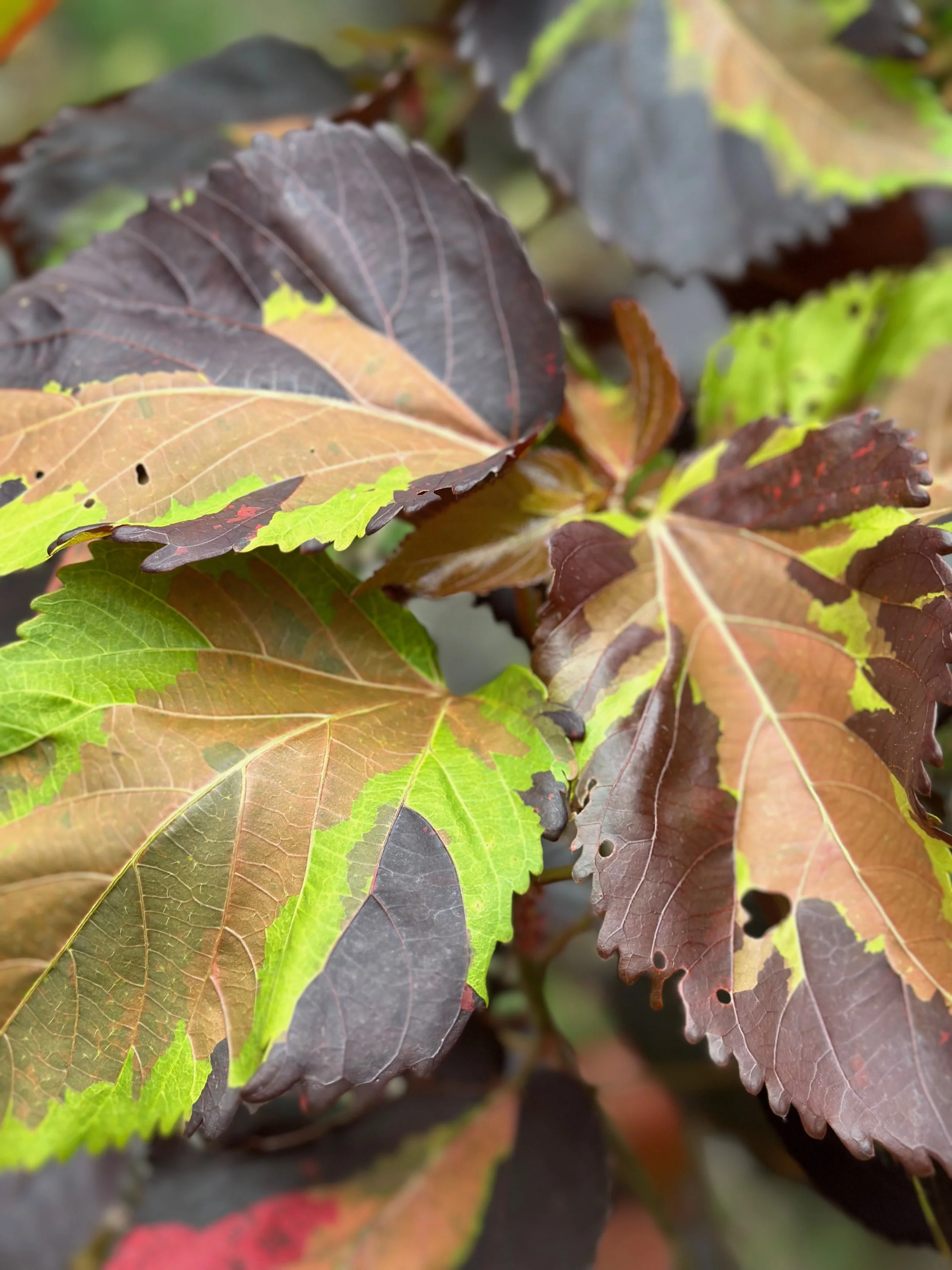 Acalypha 'Tiki Jungle Cloak' (2).jpeg
