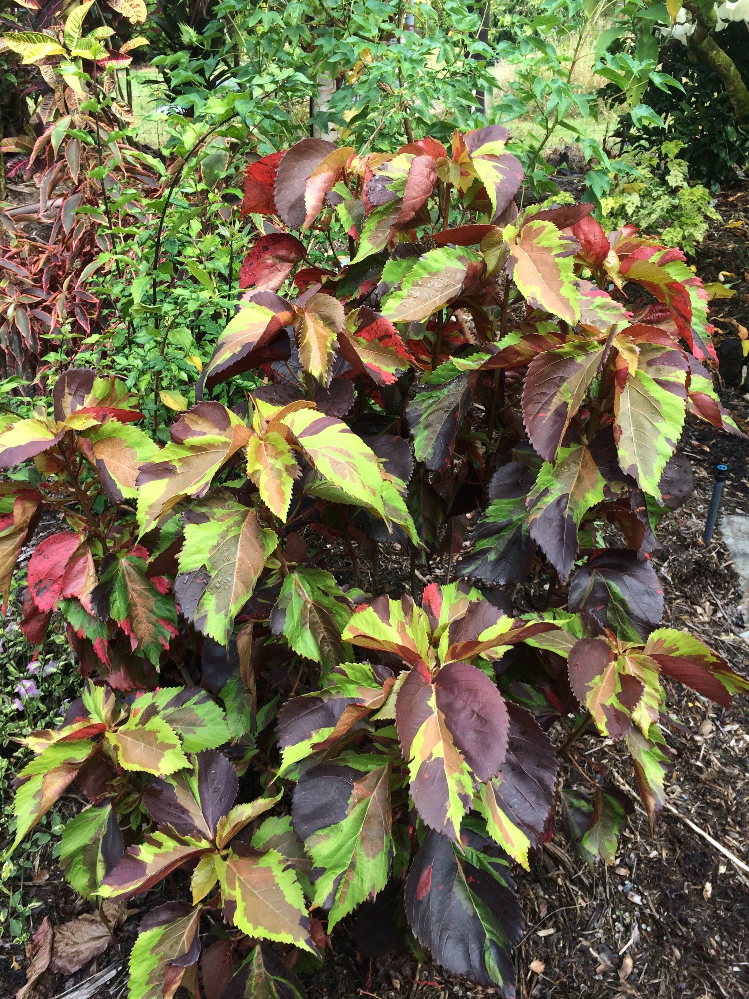 Acalypha 'Tiki Jungle Cloak'.jpeg