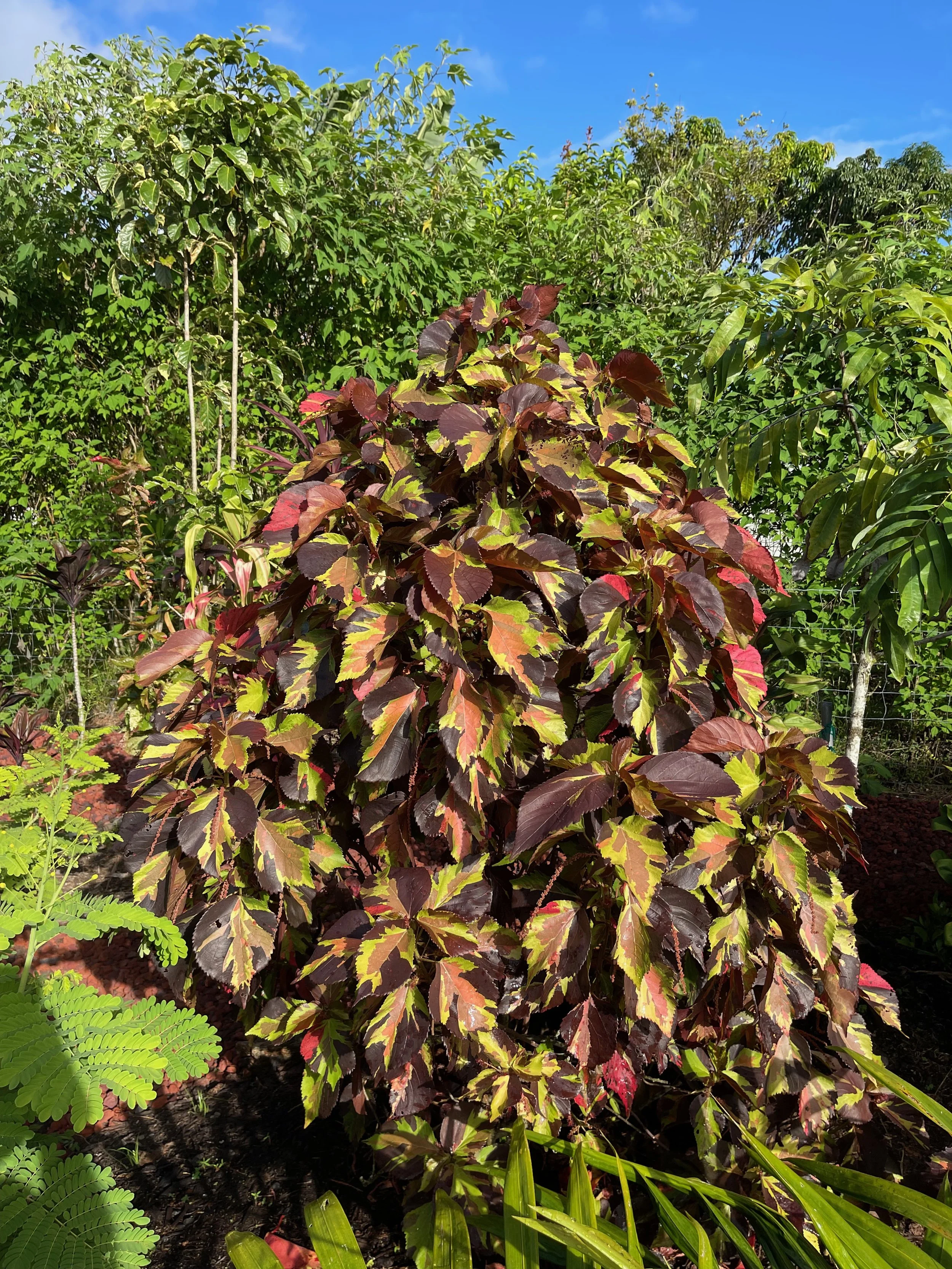 Acalypha 'Tiki Jungle Cloak' (1).jpeg