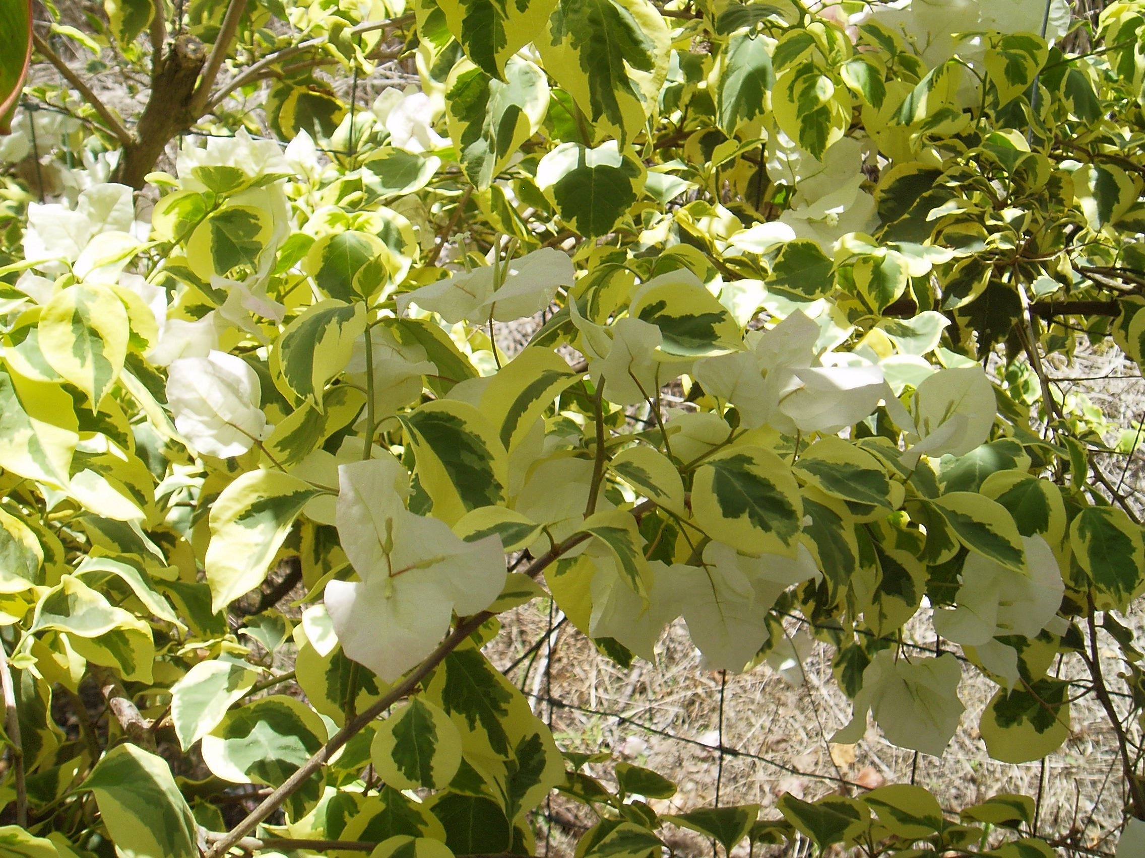 Bougainvillea (Variegated Blush) (1).jpeg