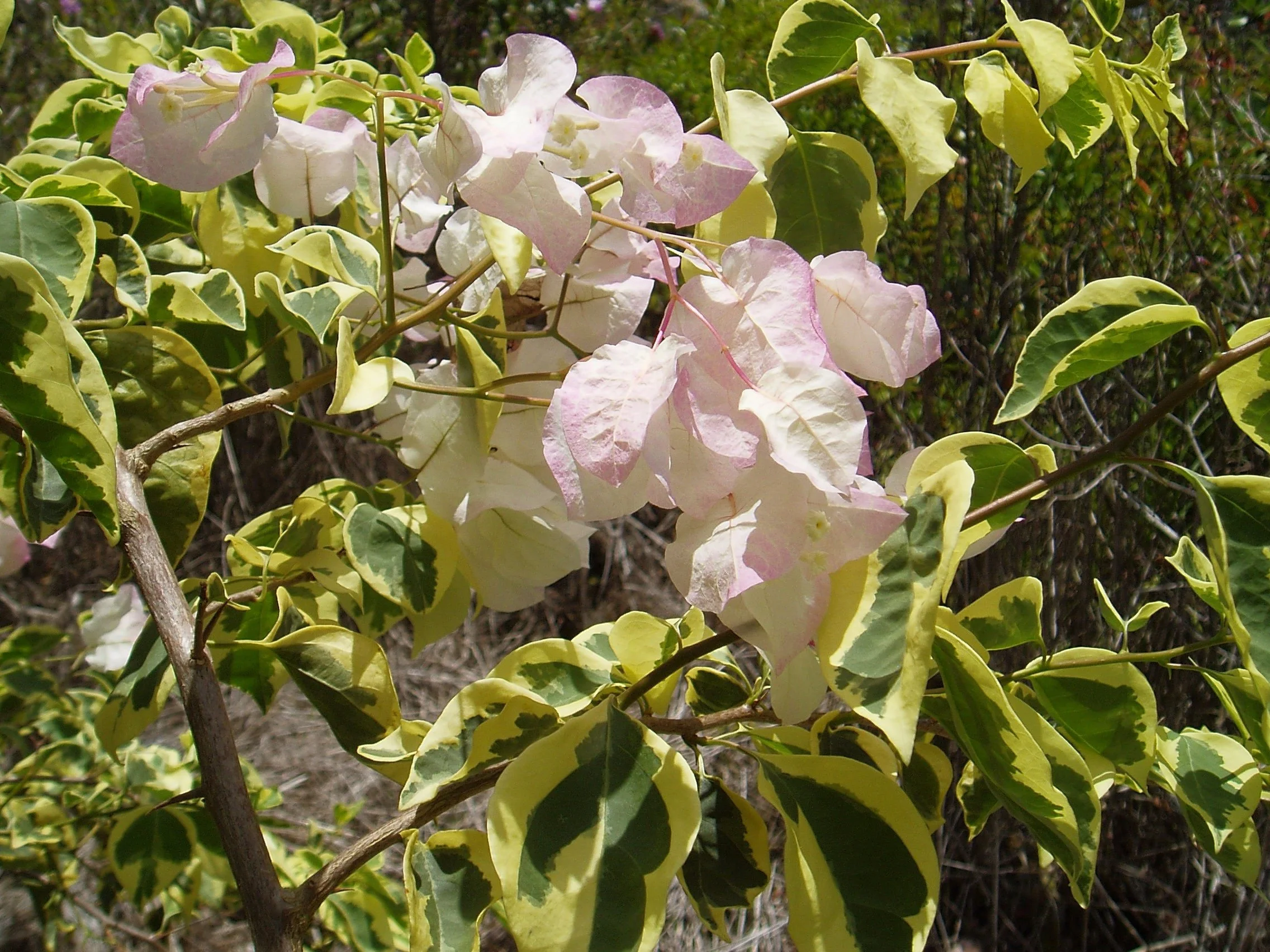 Bougainvillea (Variegated Blush).jpeg