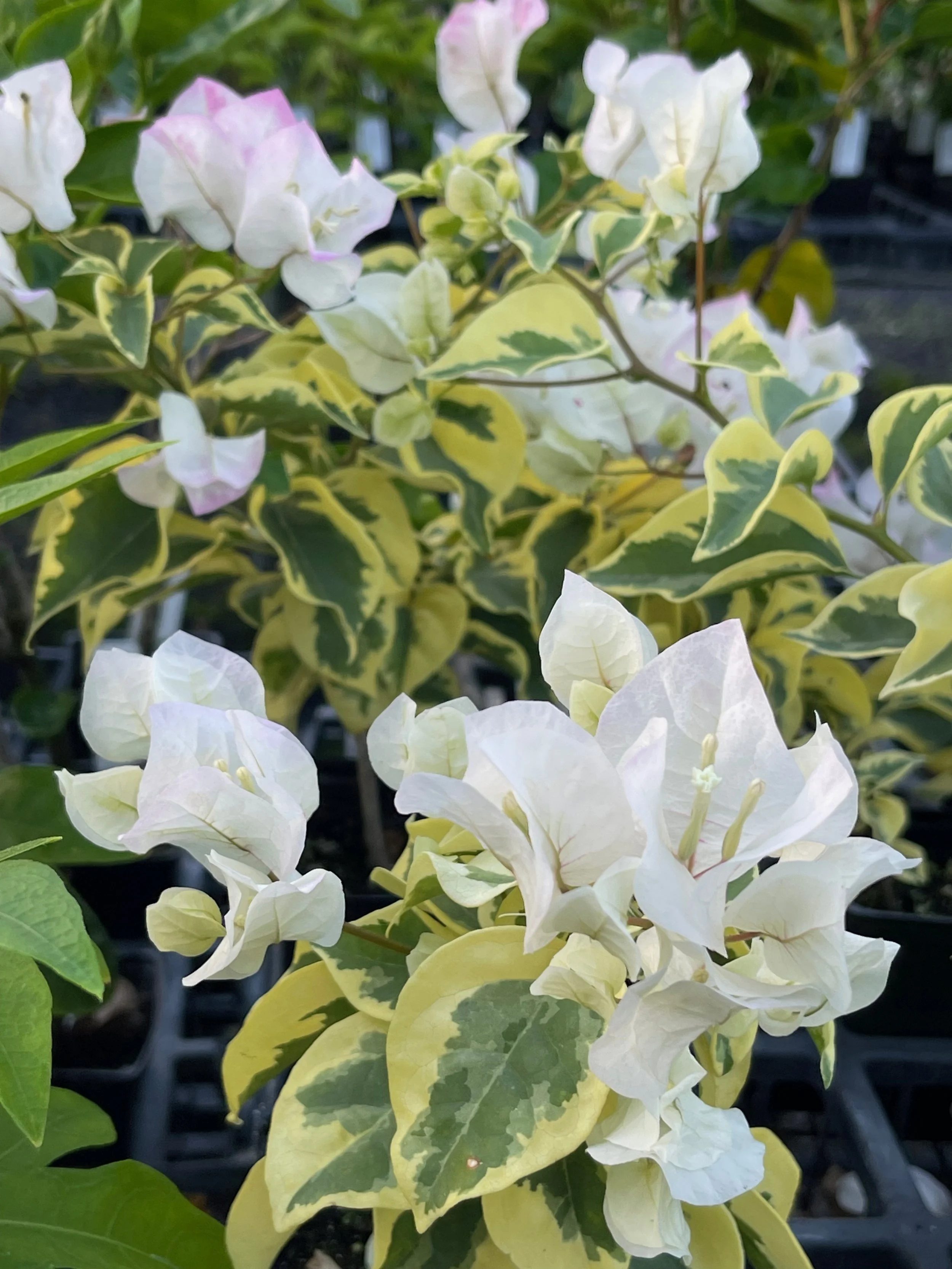 Bougainvillea (Variegated Blush) (6).jpeg