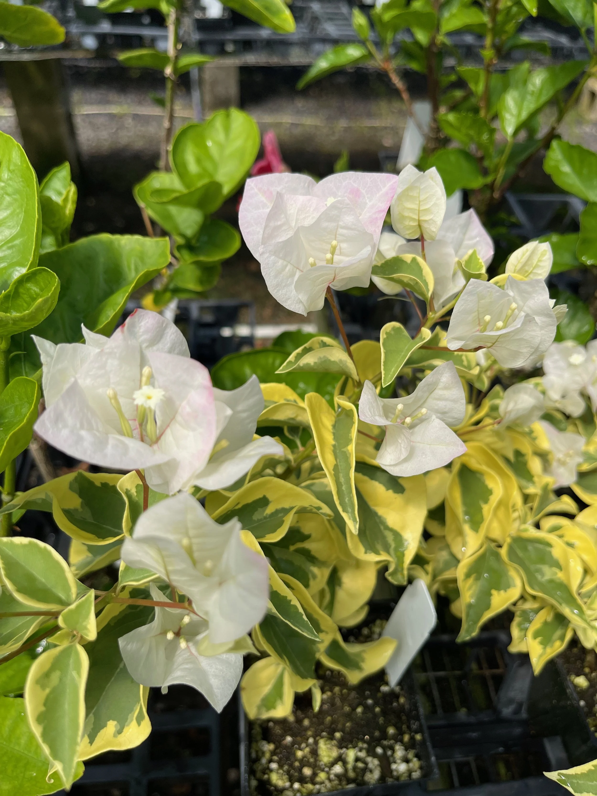 Bougainvillea (Variegated Blush) (5).jpeg