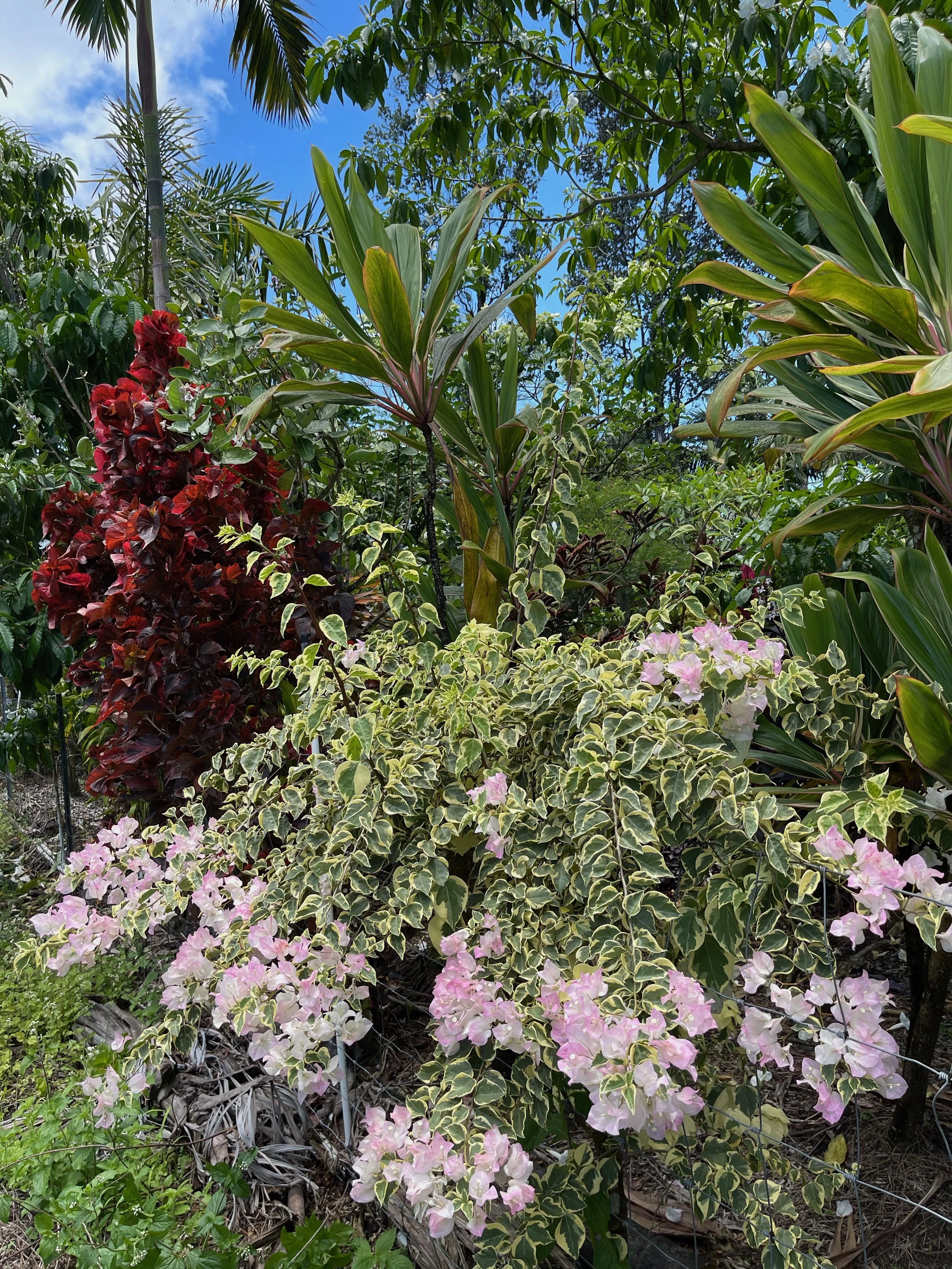 Bougainvillea (Variegated Blush) (3).jpeg