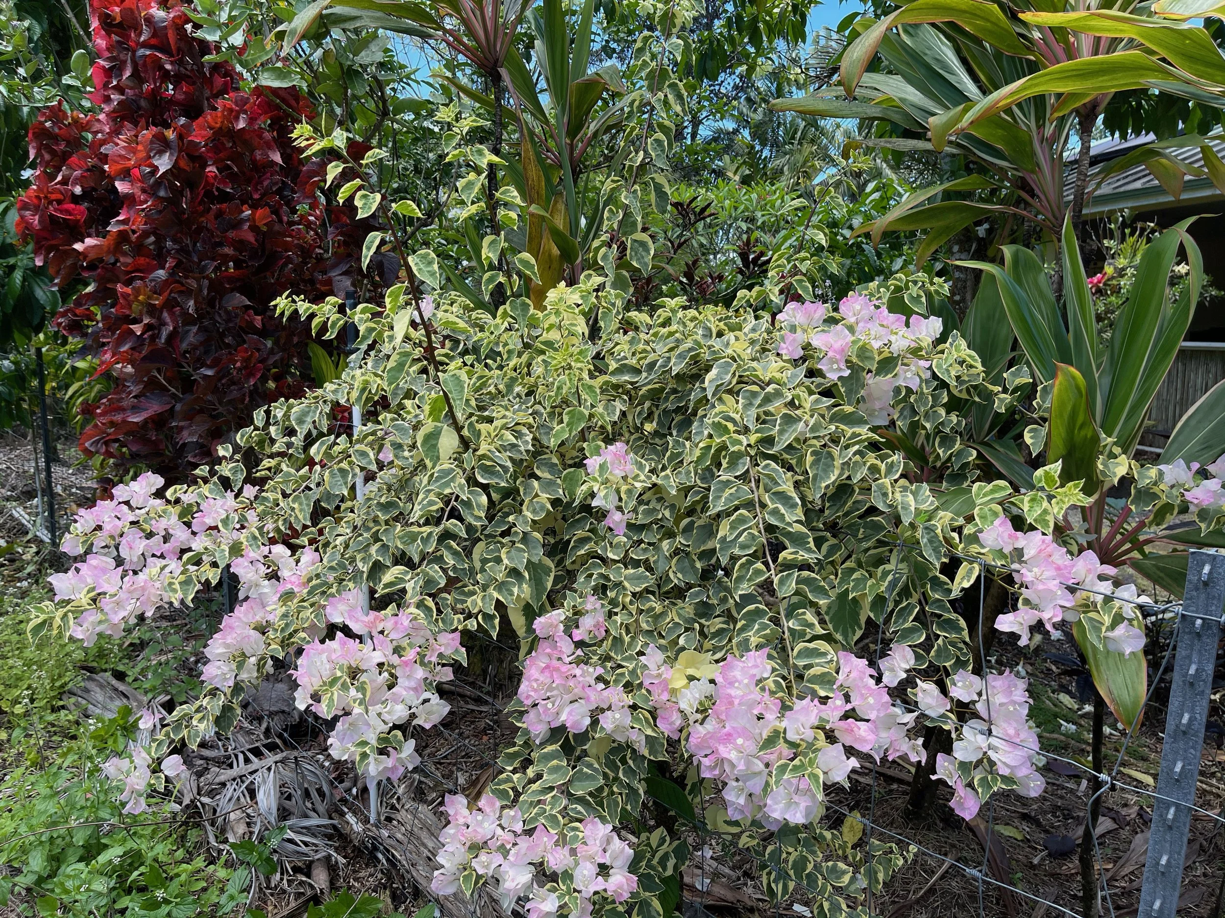 Bougainvillea (Variegated Blush) (2).jpeg