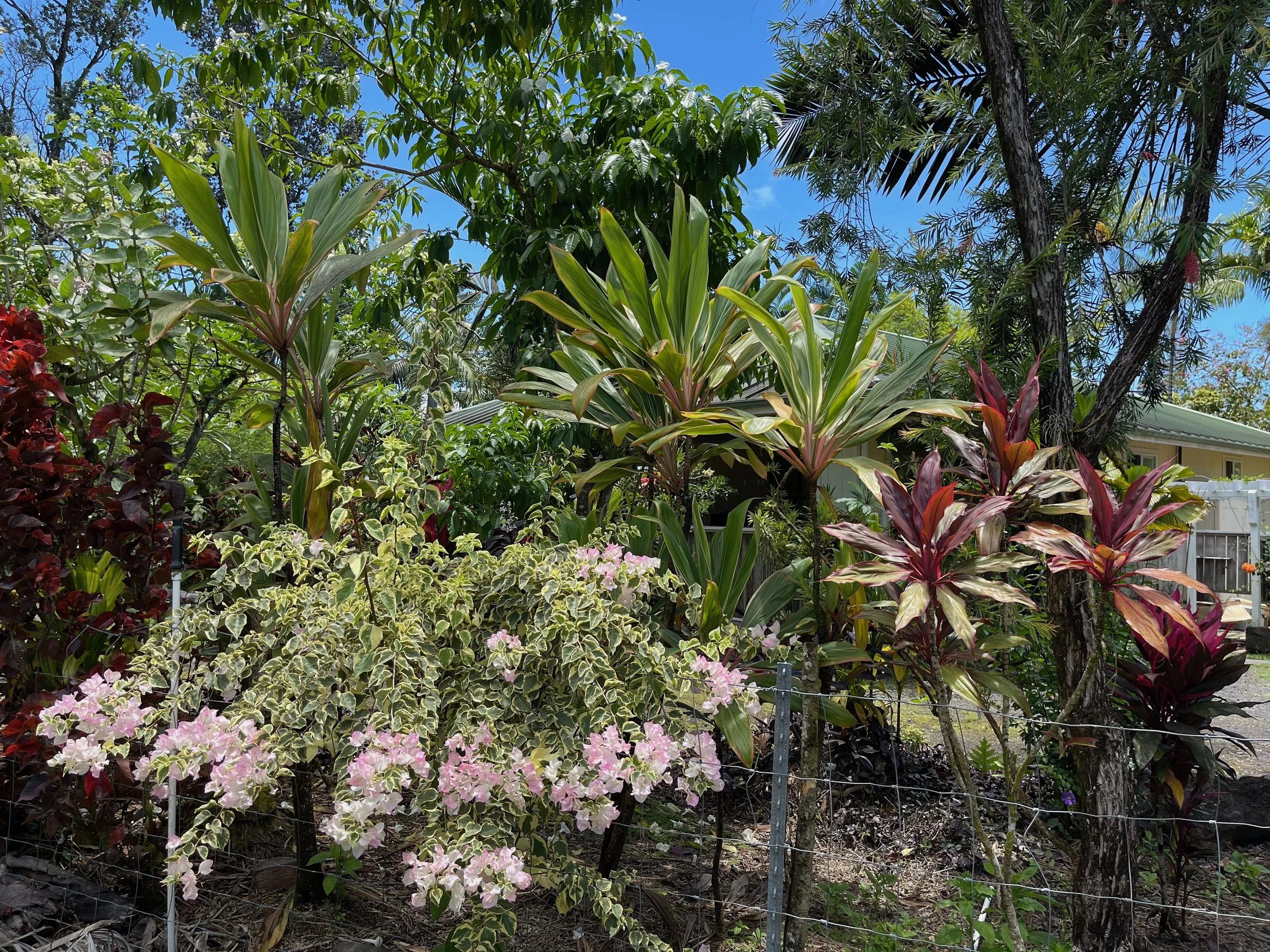 Bougainvillea (Variegated Blush) (4).jpeg