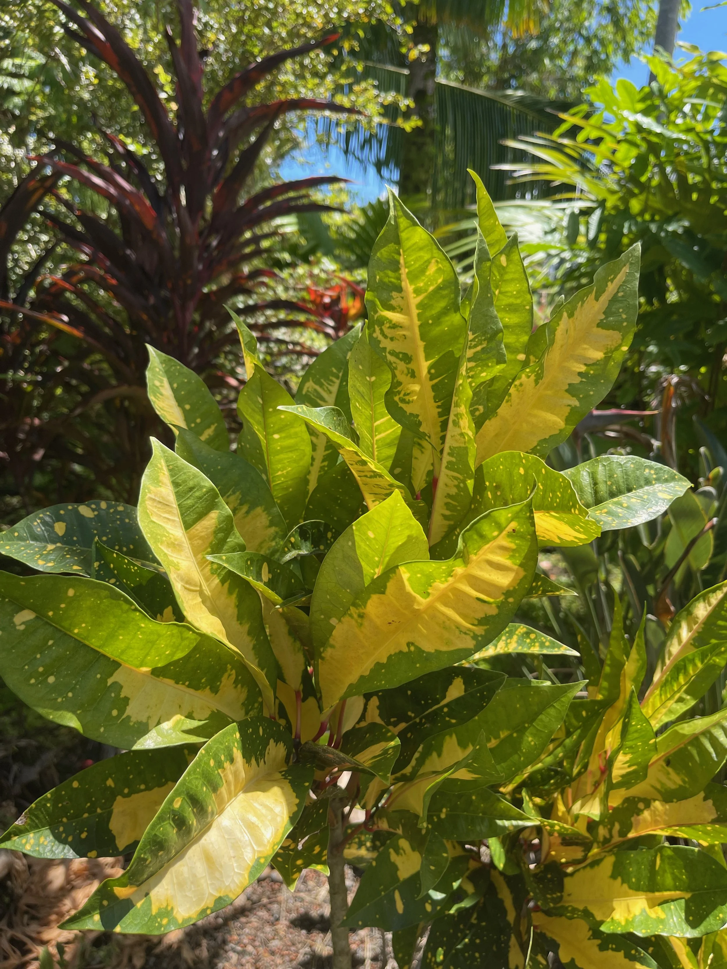 Codiaeum 'Hilo Gold' (4).jpeg