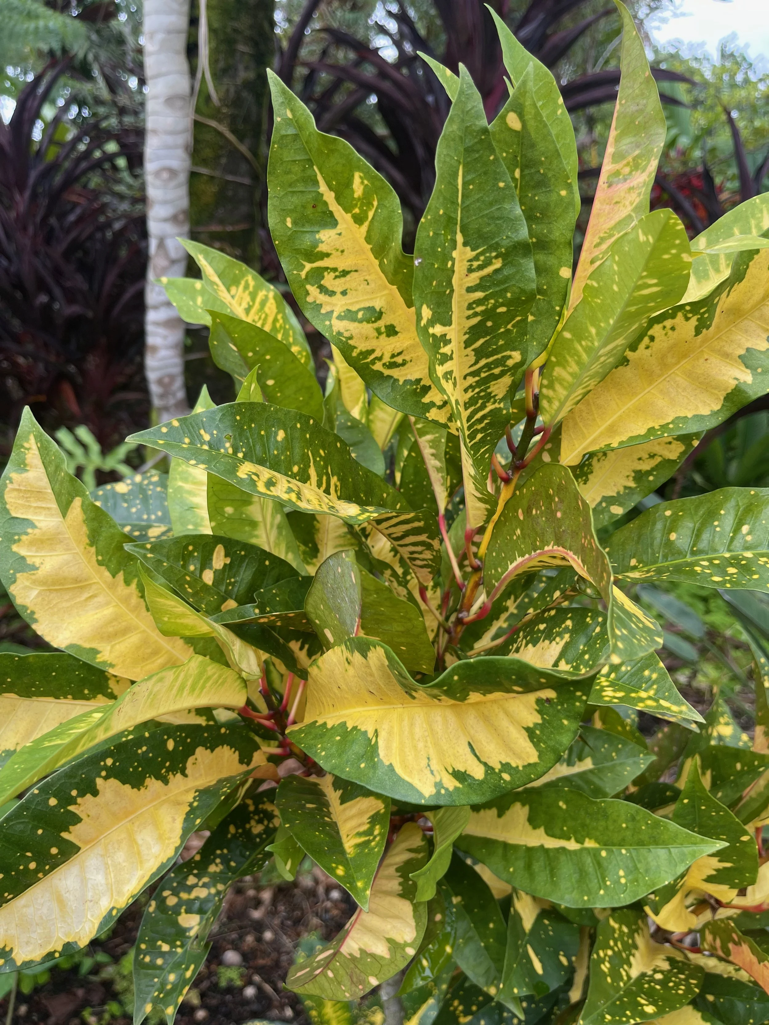 Codiaeum 'Hilo Gold' (5).jpeg