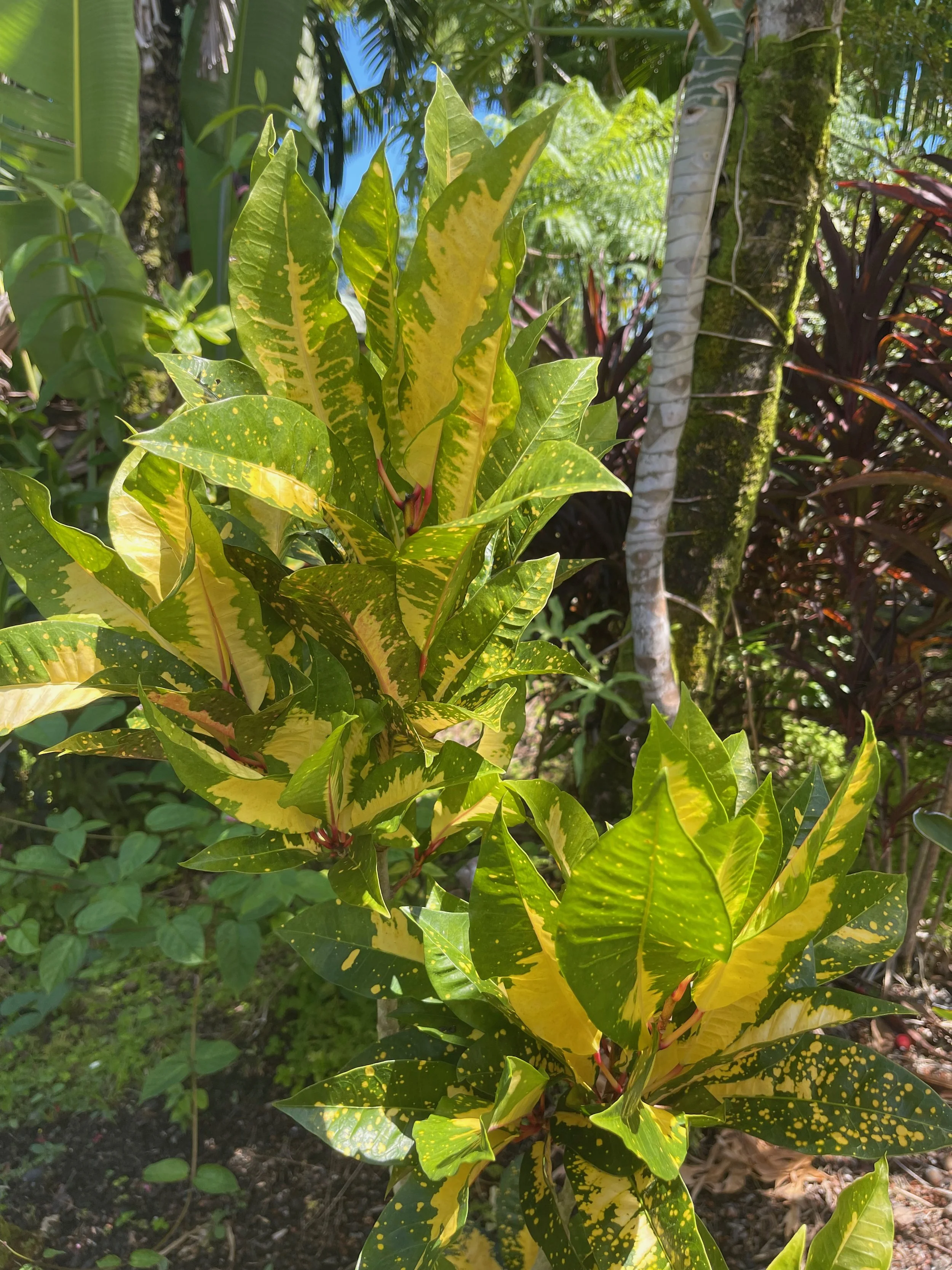 Codiaeum 'Hilo Gold' (3).jpeg