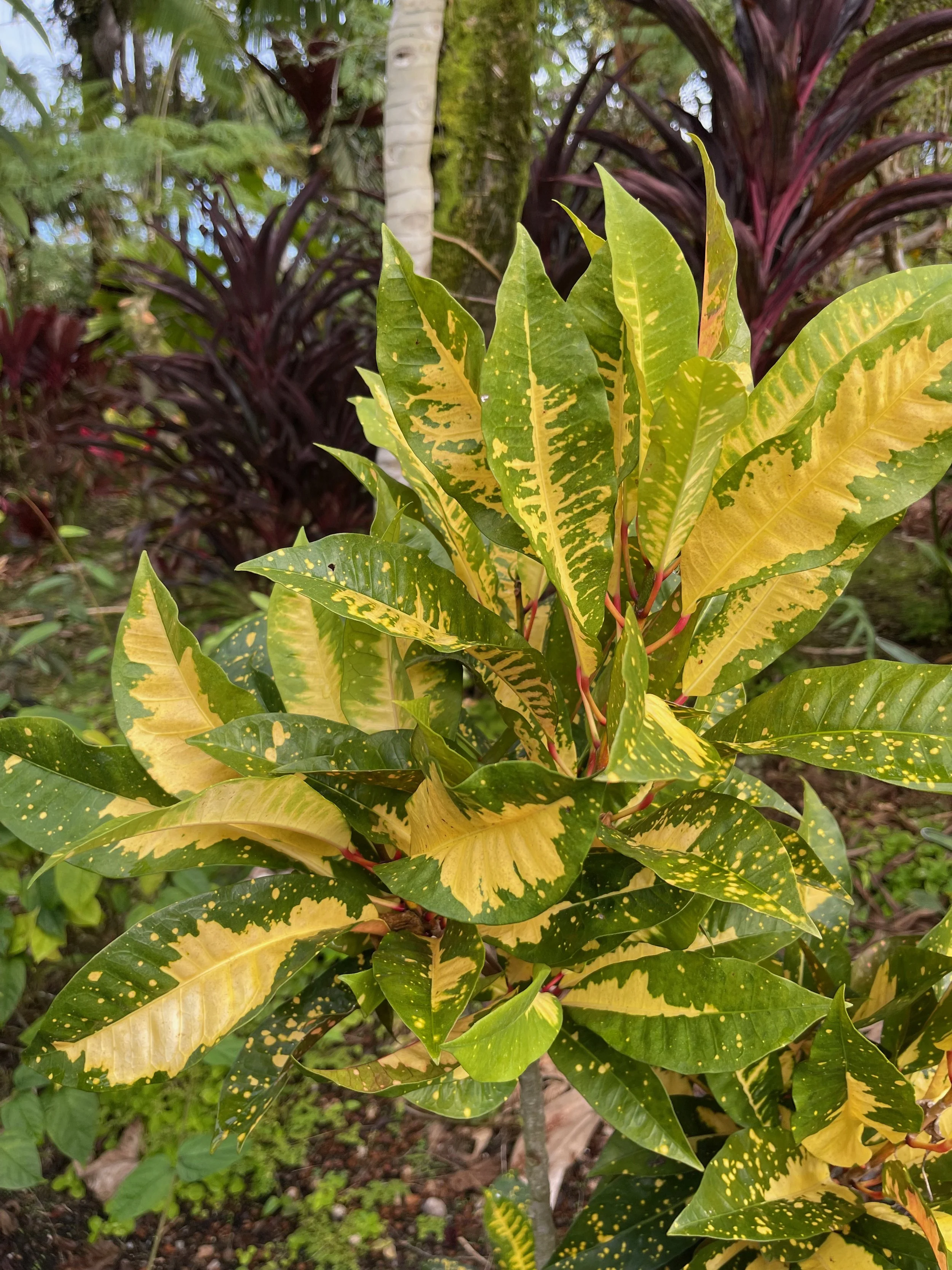 Codiaeum 'Hilo Gold' (8).jpeg