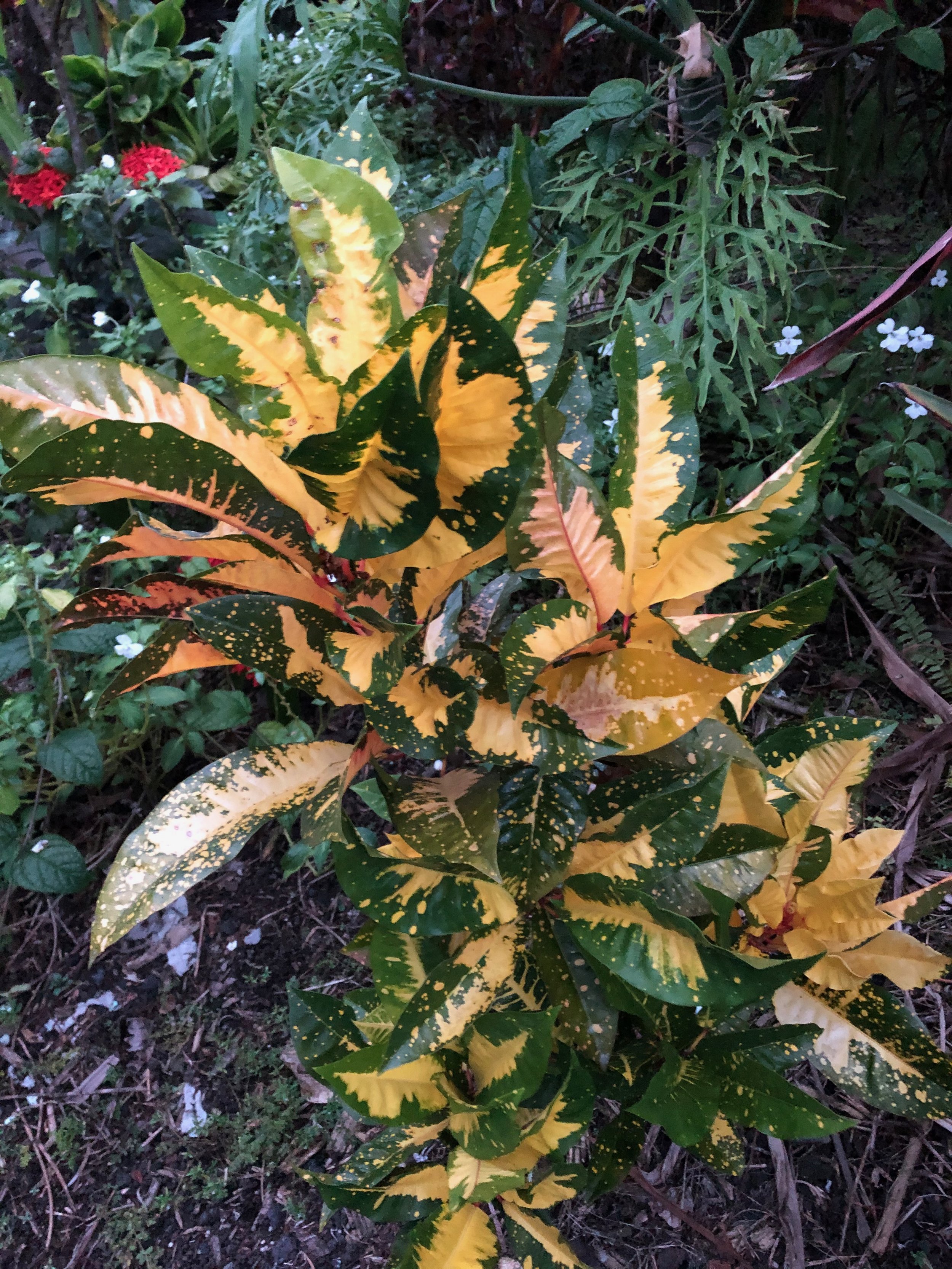 Codiaeum 'Hilo Gold'.jpeg