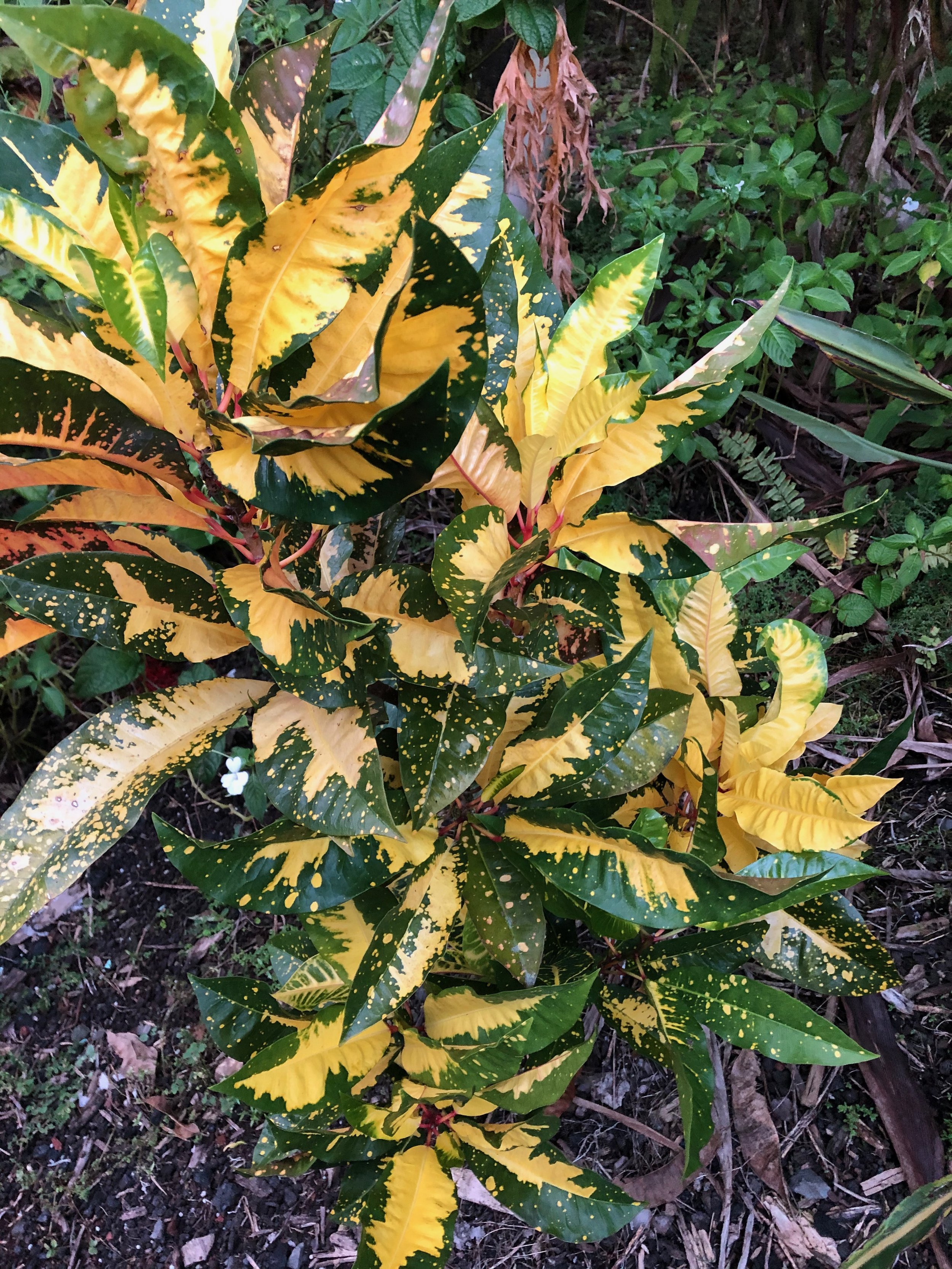 Codiaeum 'Hilo Gold' (1).jpeg