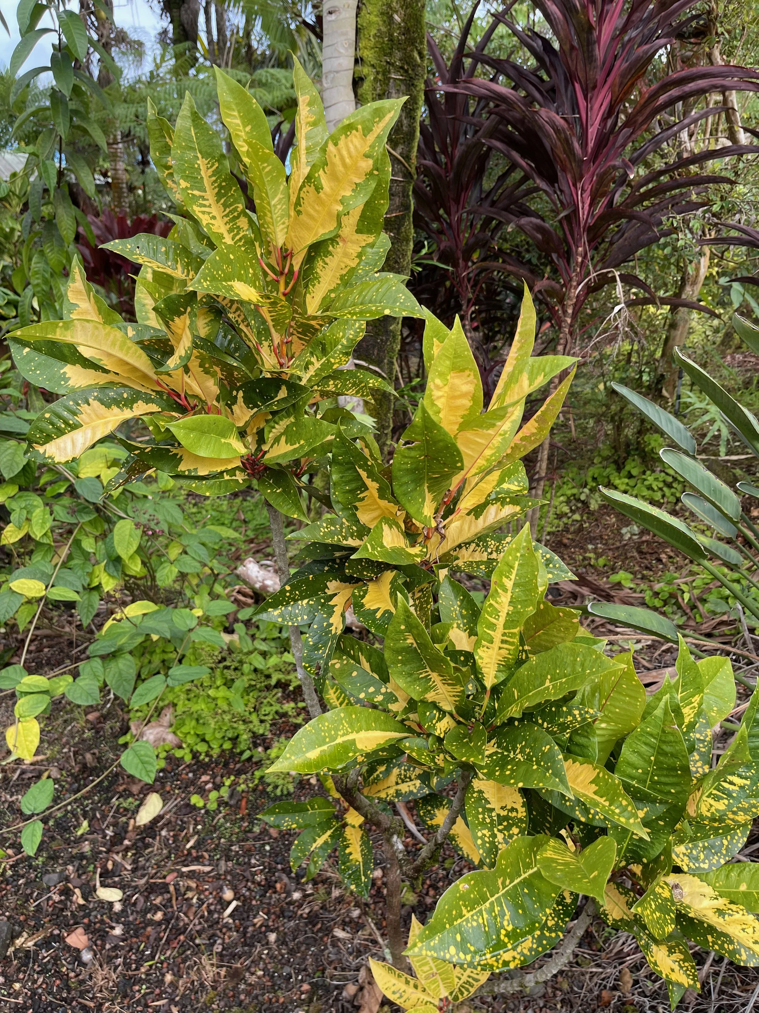 Codiaeum 'Hilo Gold' (7).jpeg