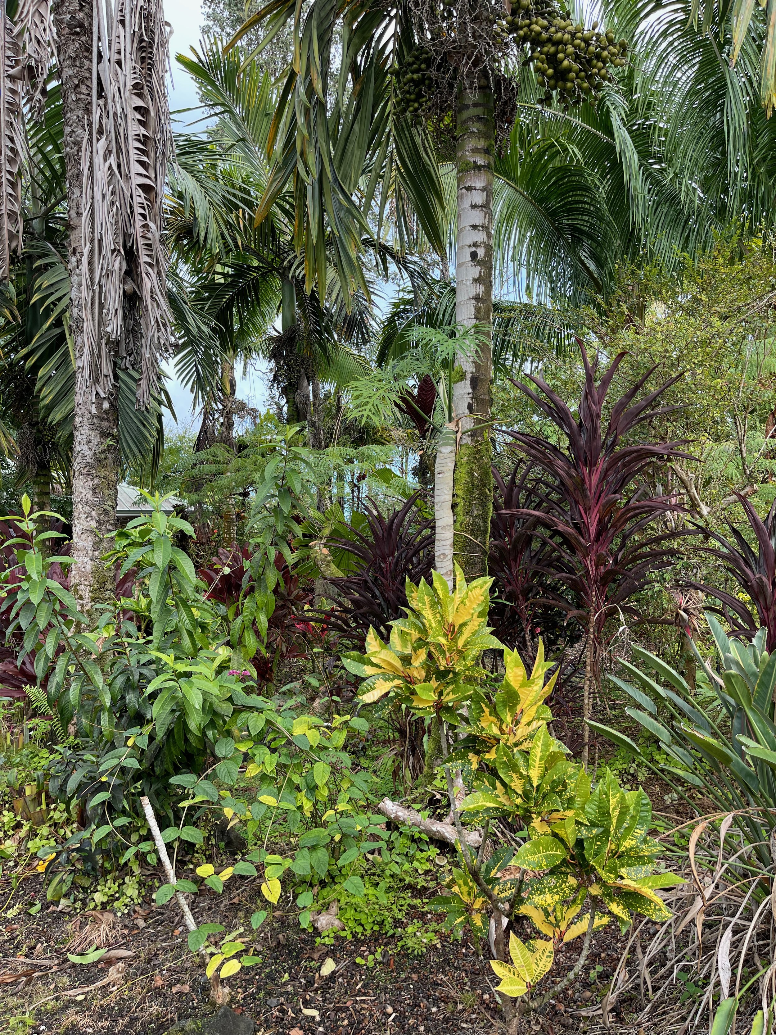 Codiaeum 'Hilo Gold' (6).jpeg
